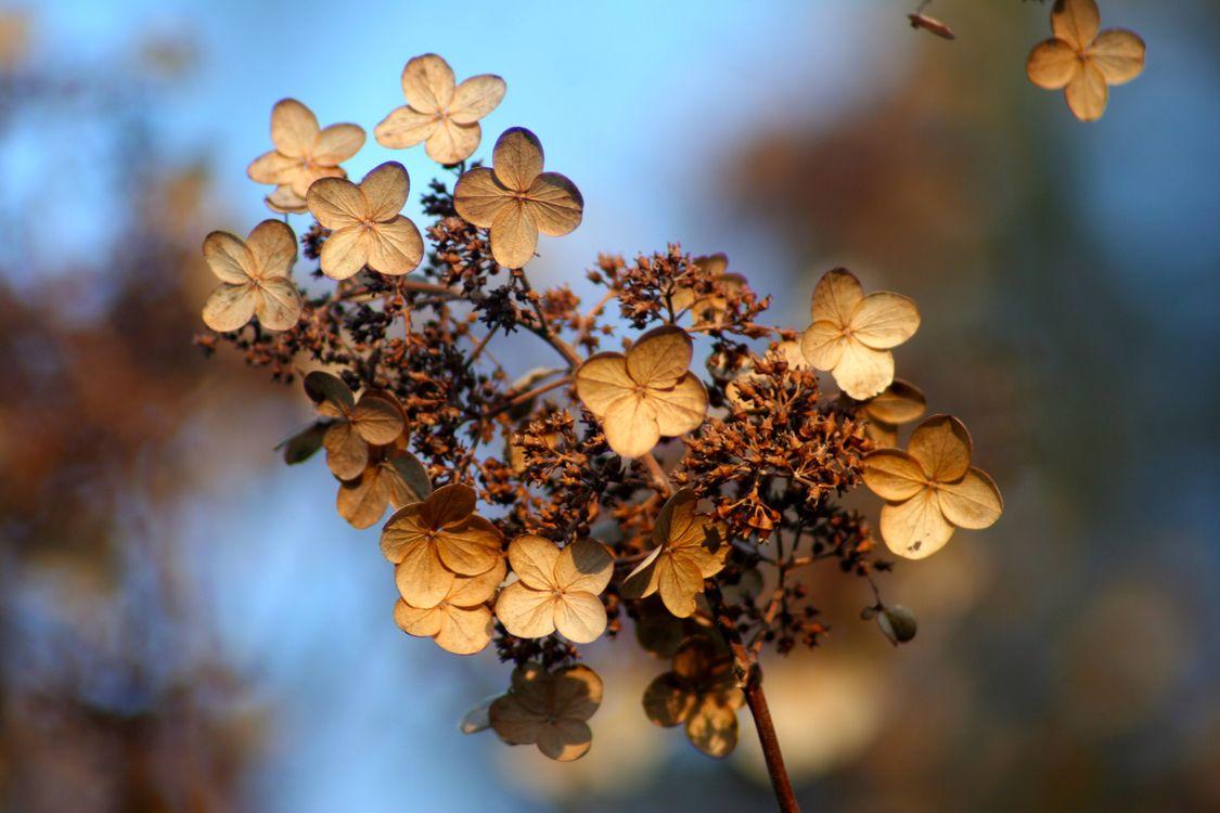 1125x750 French hydrangea Oakleaf hydrangea Autumn Flower Desktop Wallpaper