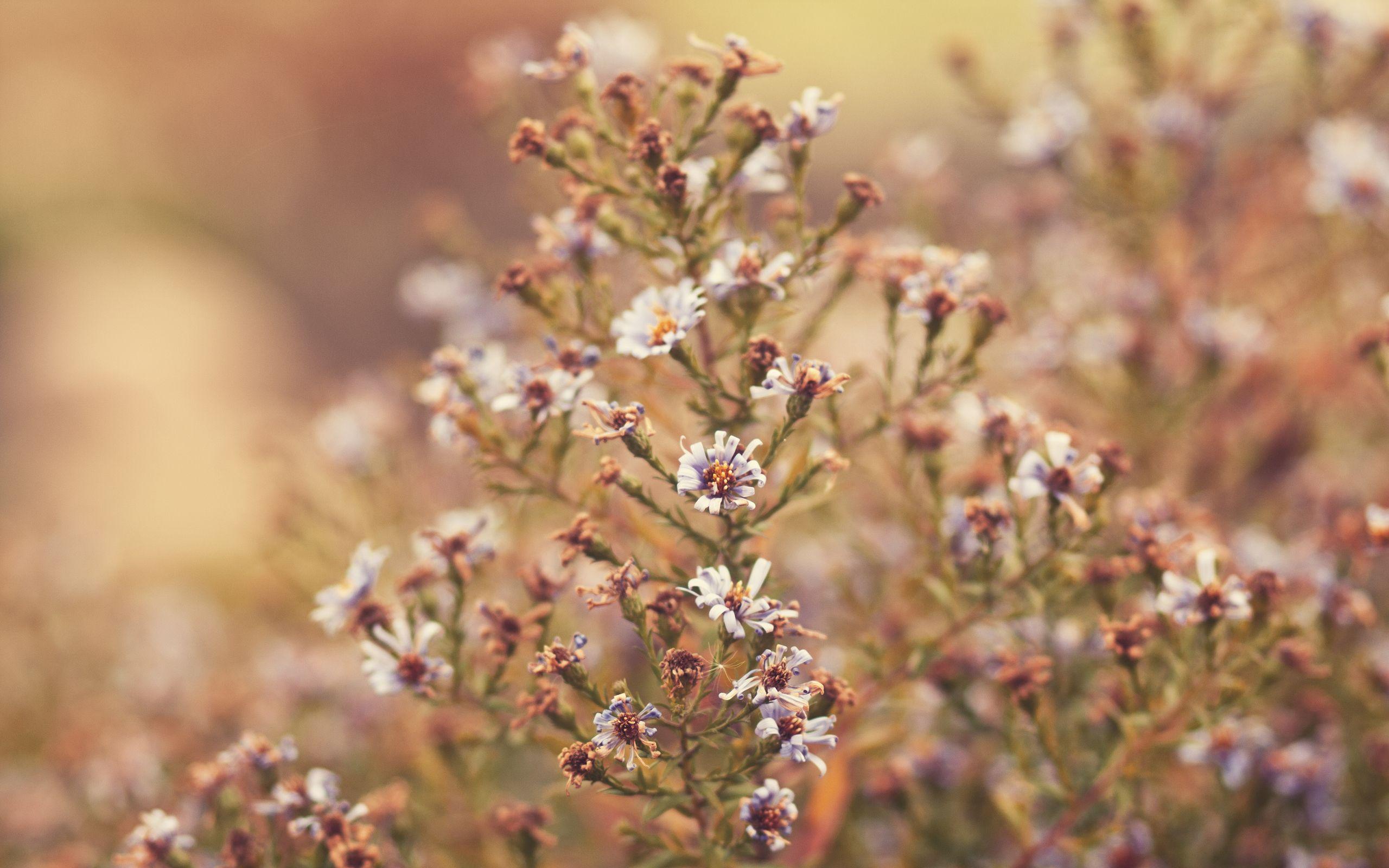 2560x1600 Autumn flowers