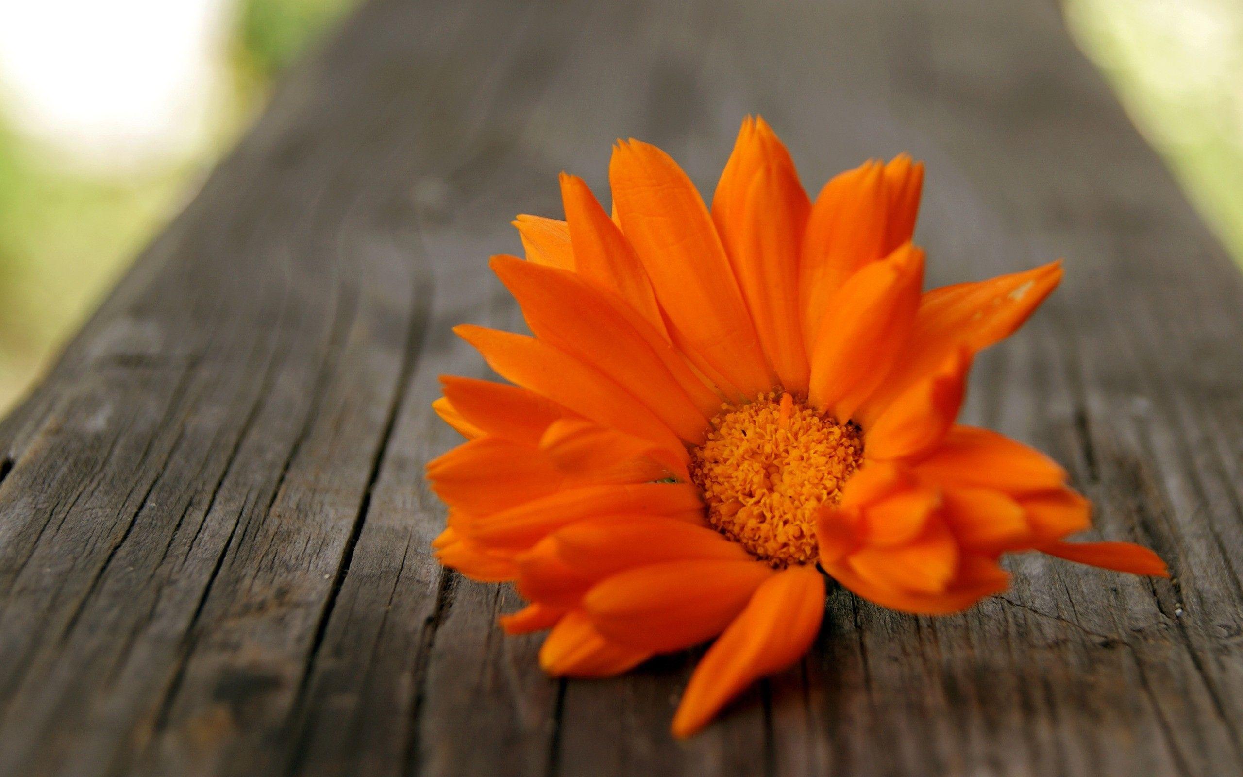 2560x1600 Orange Flower Wallpaper Background Desktop