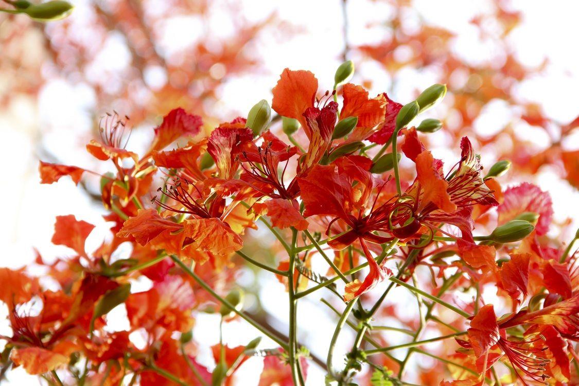 1125x750 Flora Desktop Wallpaper Plant High Definition Television Flower Free