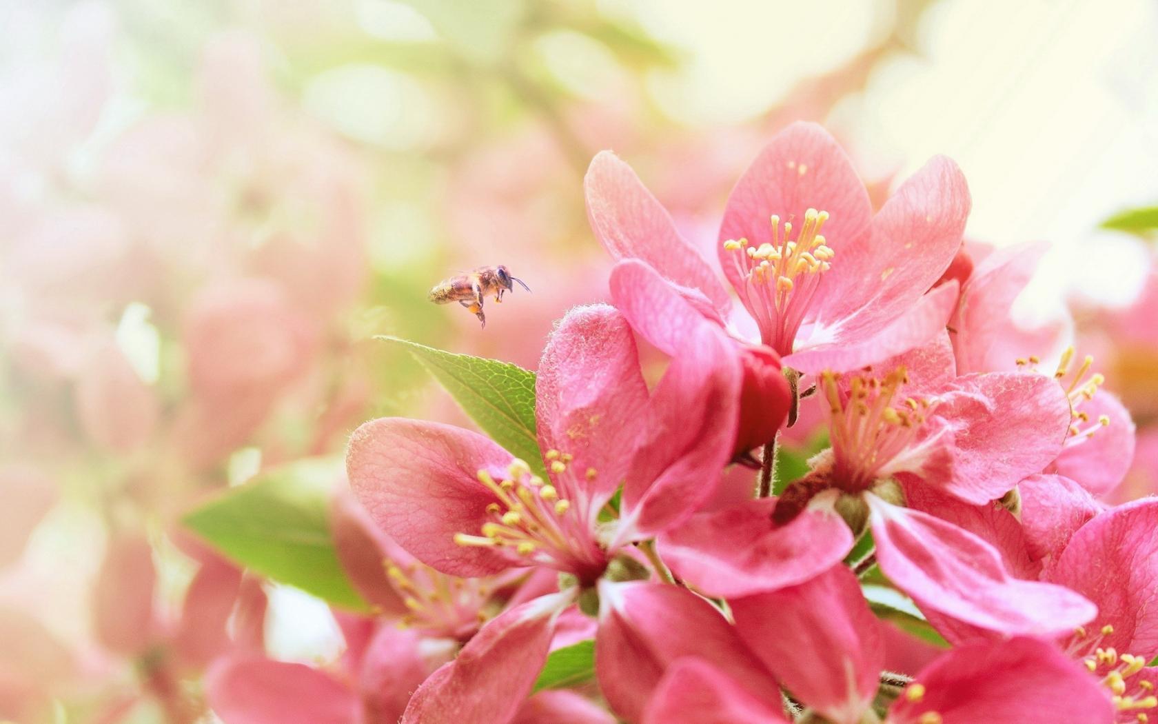 1680x1050 desktop background of flowers Gallery