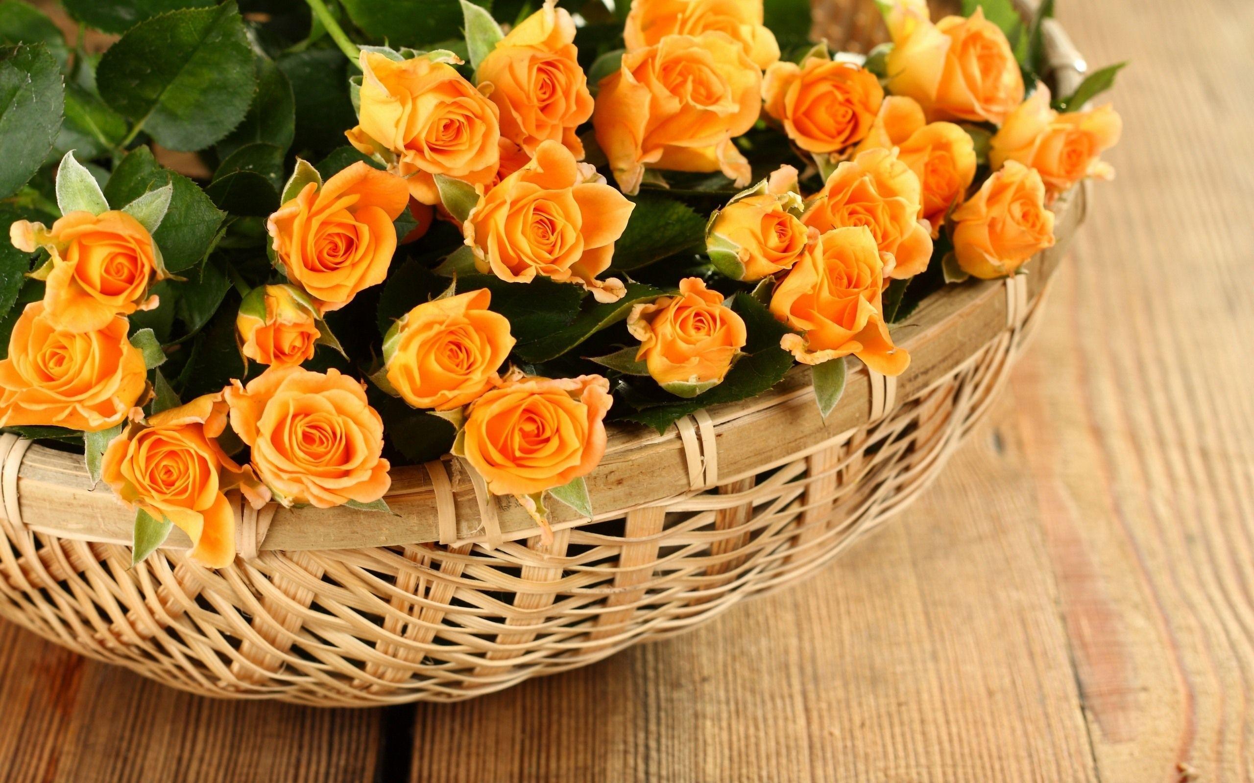 2560x1600 Rose Flower Wallpaper HD