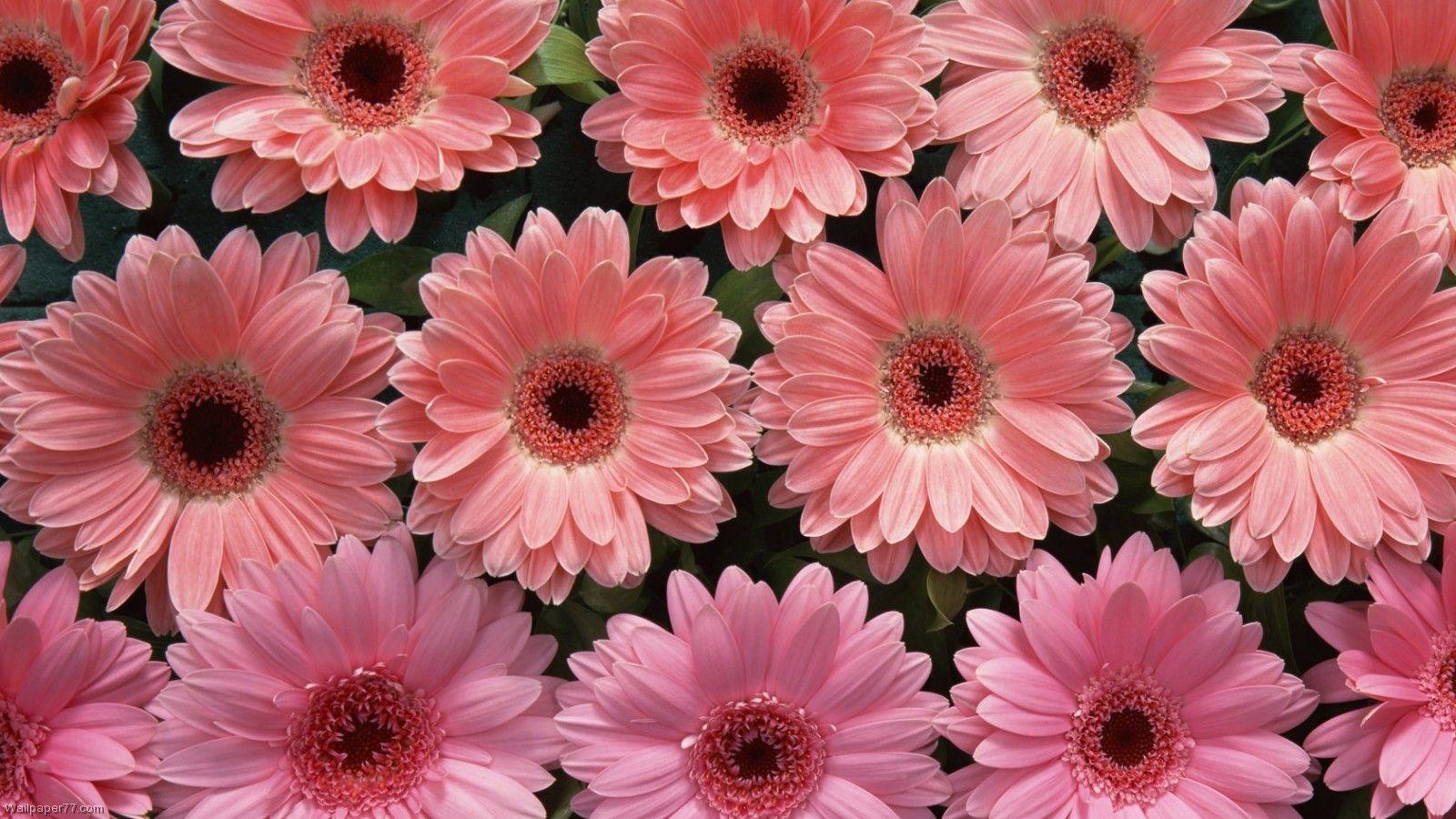 1600x900 Flower Desktop Wallpaper HD