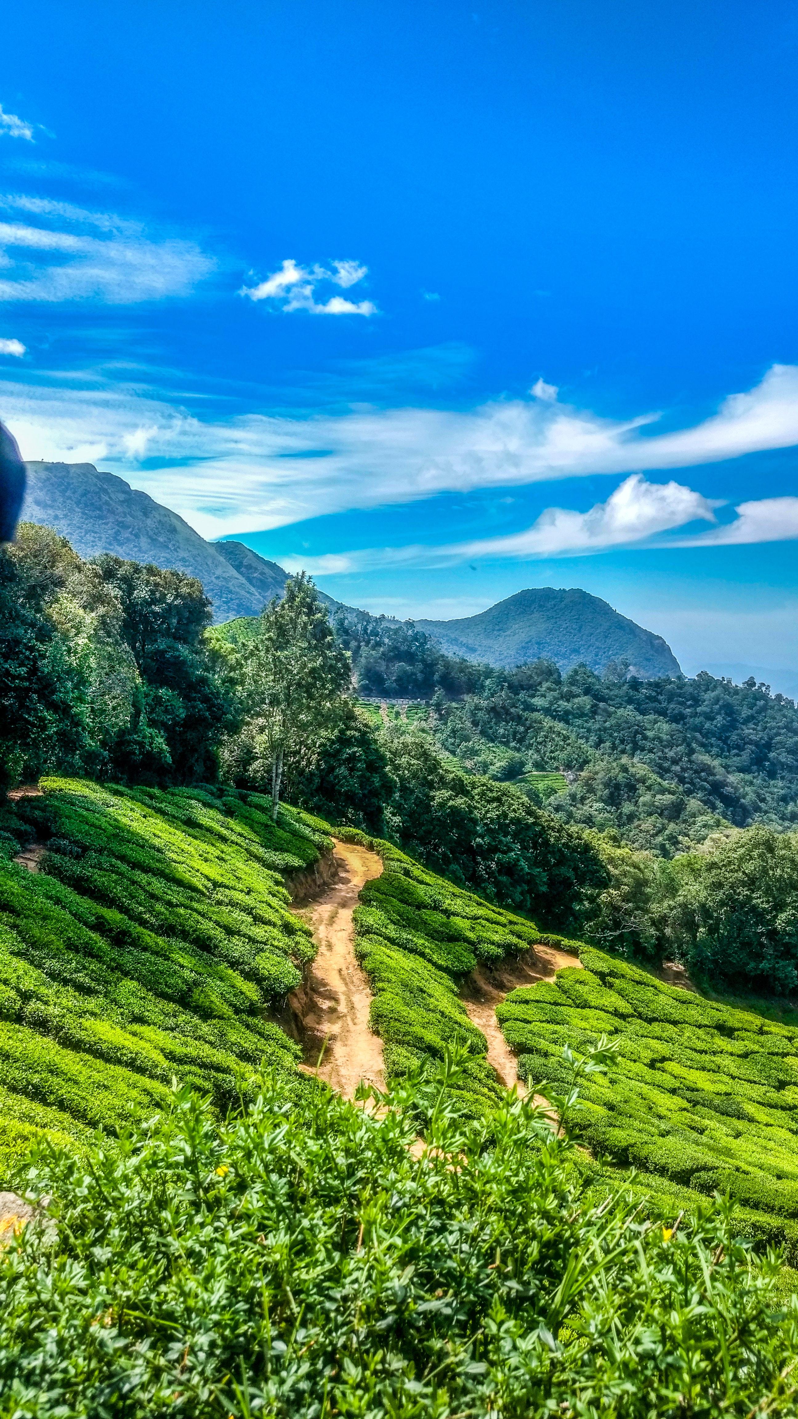 2592x4608 Green Nature Photo, Download Free Green Nature & HD Image