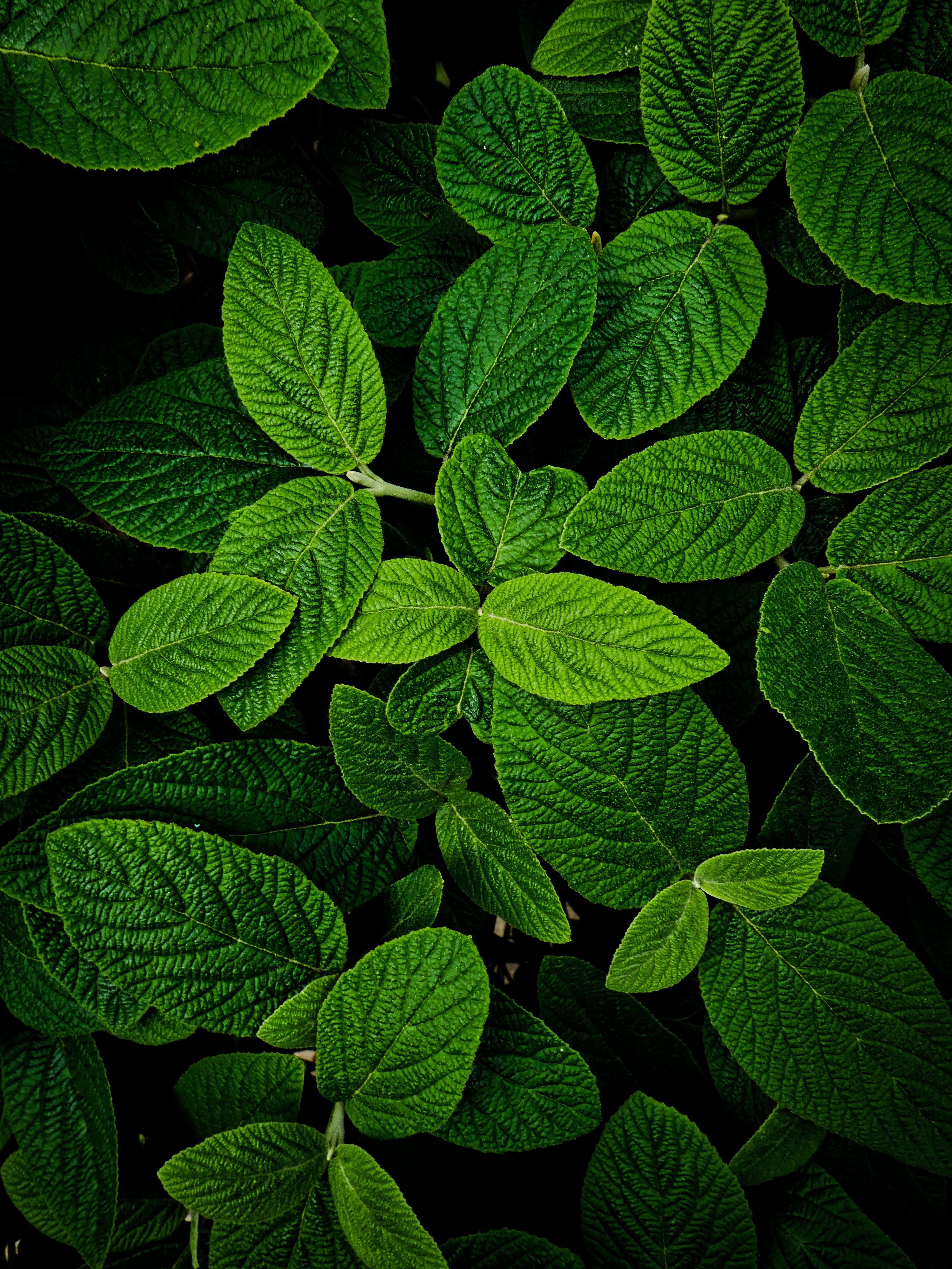 3648x4864 Green wallpaper for your phone, free download Green picture