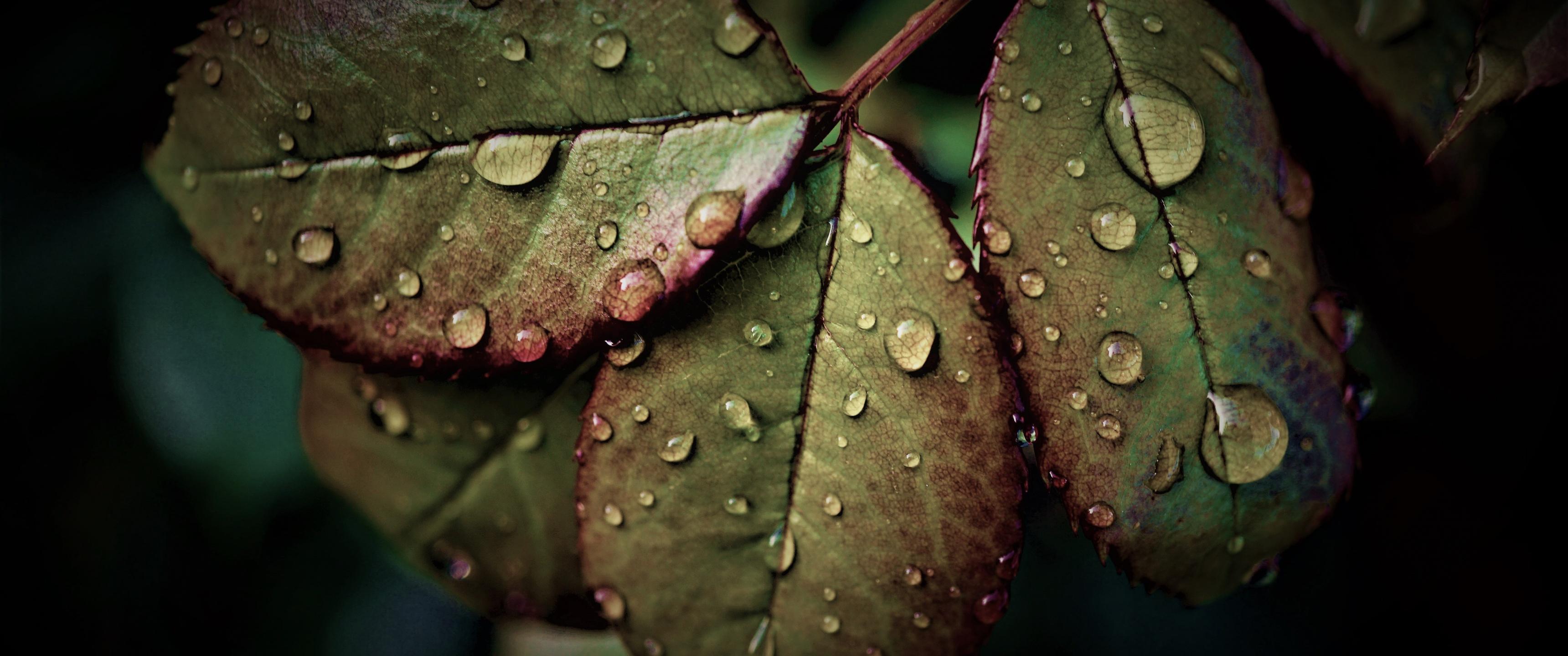 3440x1440 Wet Leaves Wallpaper 4K, Rainy Weather, Water drops, Closeup, Macro, Nature