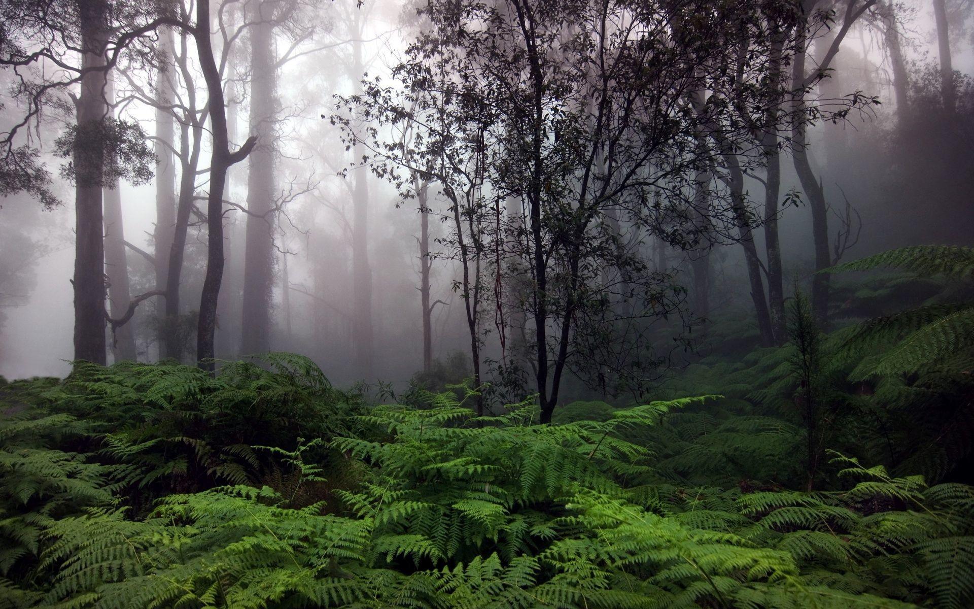 1920x1200 Rainy Wallpaper