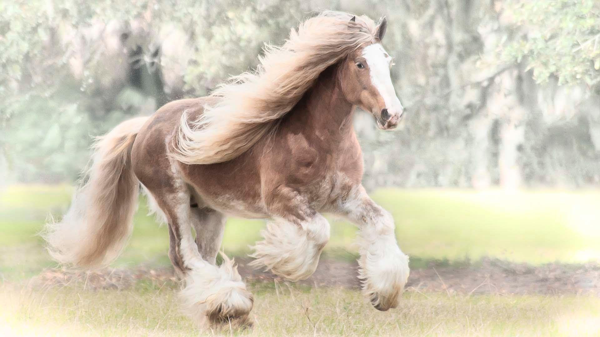 1920x1080 GYPSY VANNER HORSES
