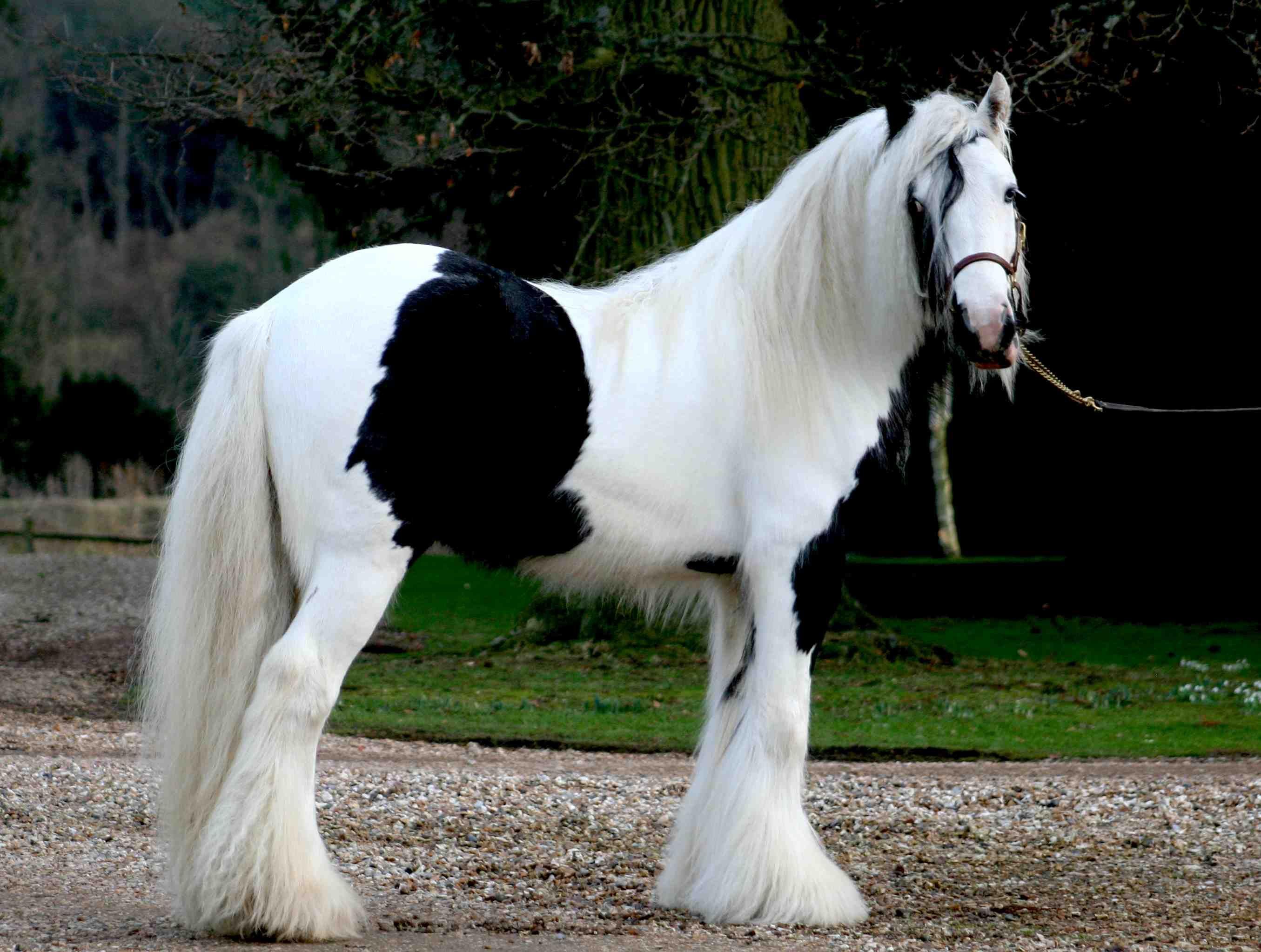 2710x2046 beautiful gypsy horses