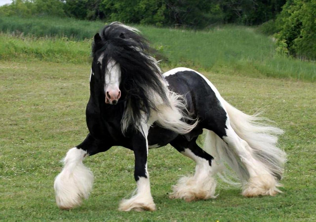 1280x900 Shire Horse Wallpaper