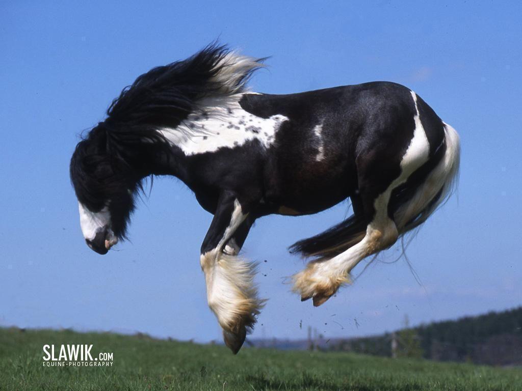 1024x768 Horses Wallpaper: Black paint bucking. Horses, Horse wallpaper, Horse painting