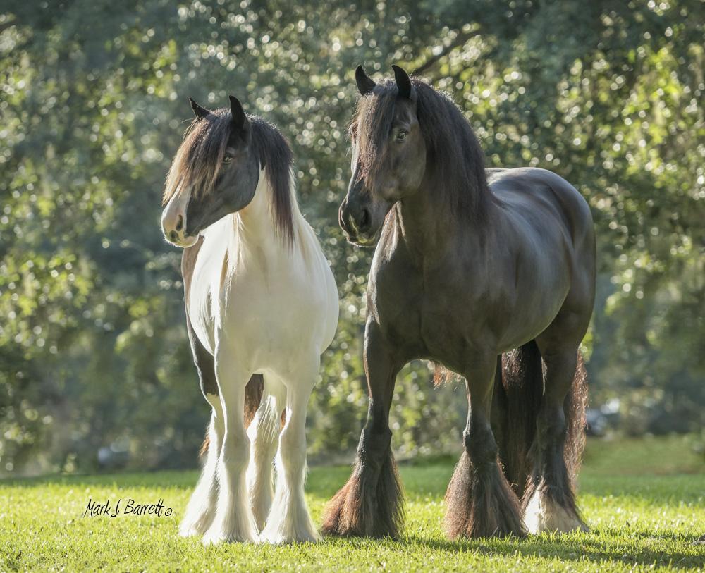 Gypsy Vanner Horse Wallpapers Top Free Gypsy Vanner Horse Backgrounds