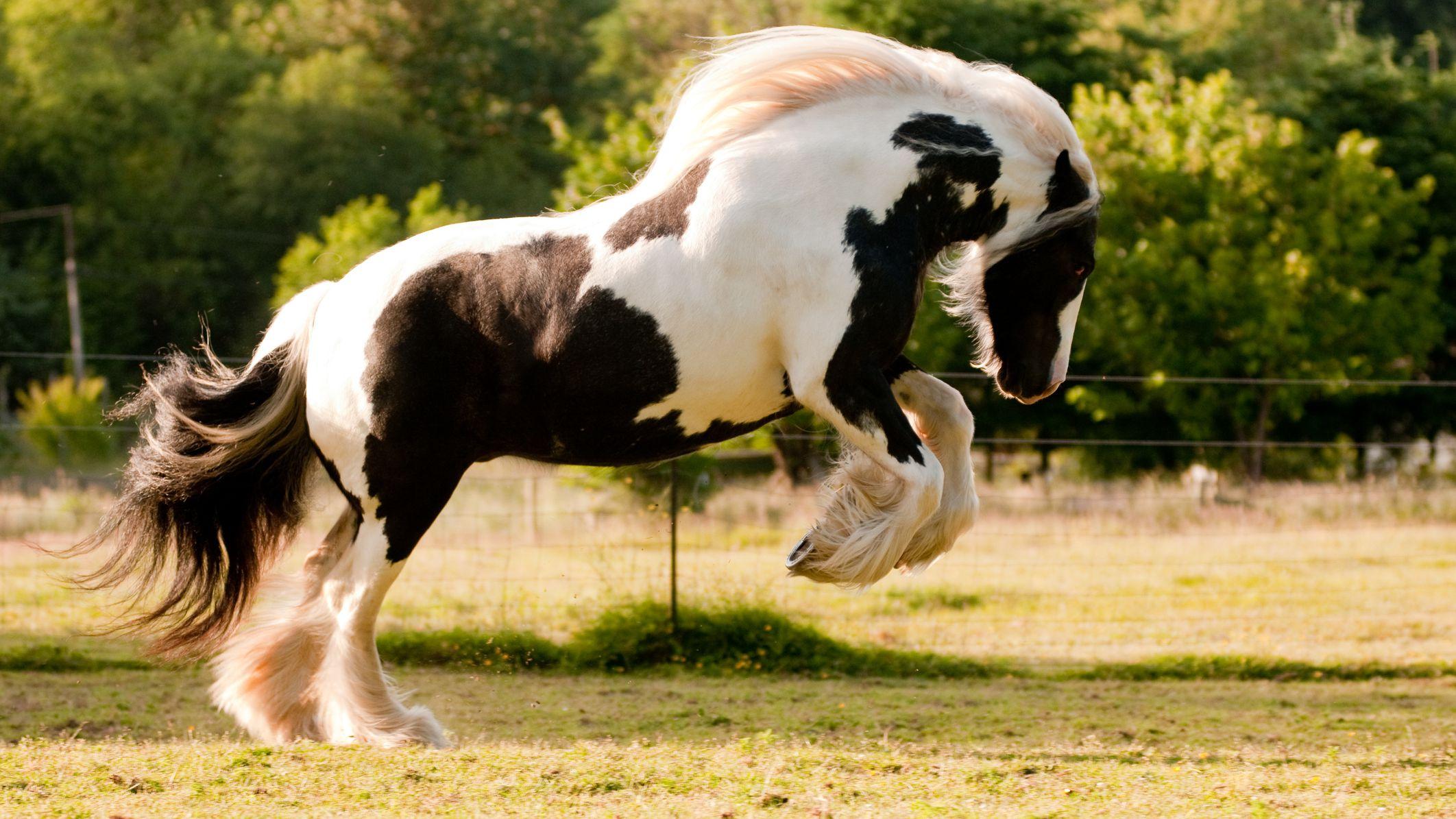 Gypsy Vanner Horse Wallpapers Top Free Gypsy Vanner Horse Backgrounds