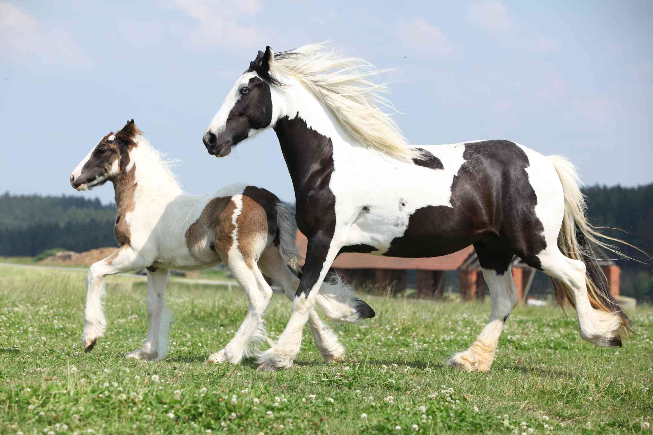 2121x1414 Gypsy Horse: Full Profile, History, and Care