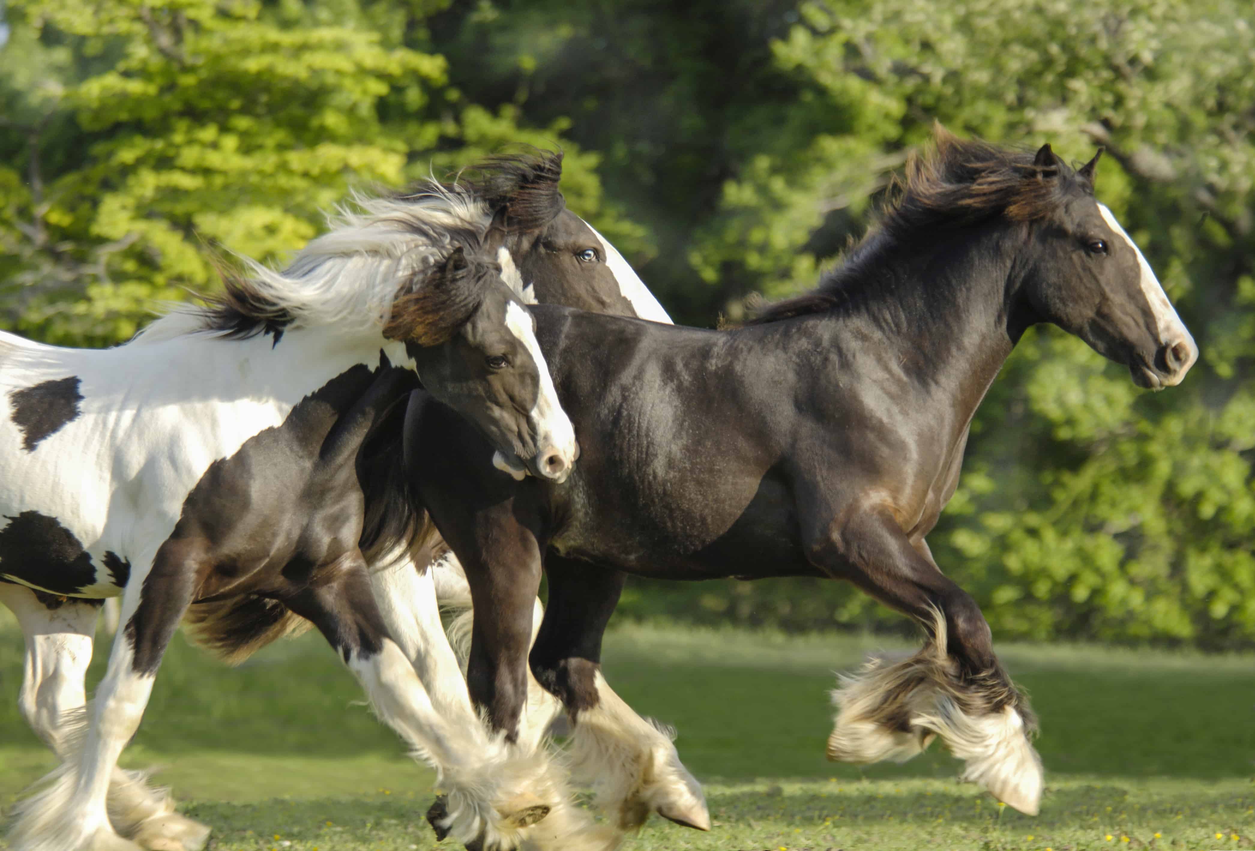 4182x2838 Galloping Through A Fairytale: Florida's Gorgeous Gypsy Vanner Horses