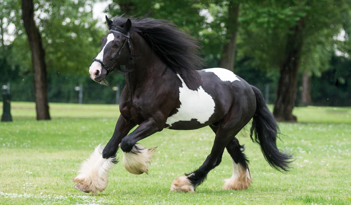 1200x700 Black and White Horse Breeds with Photo Horse Hints
