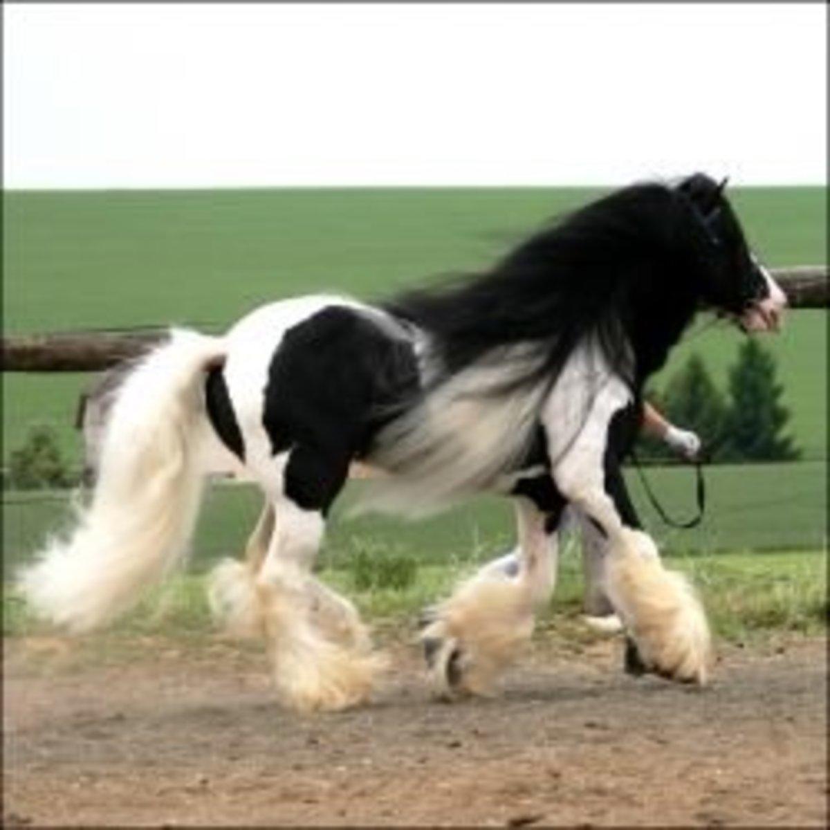 1200x1200 I Love Black Friesians and Gypsy Vanners Horses of Fairy Tales