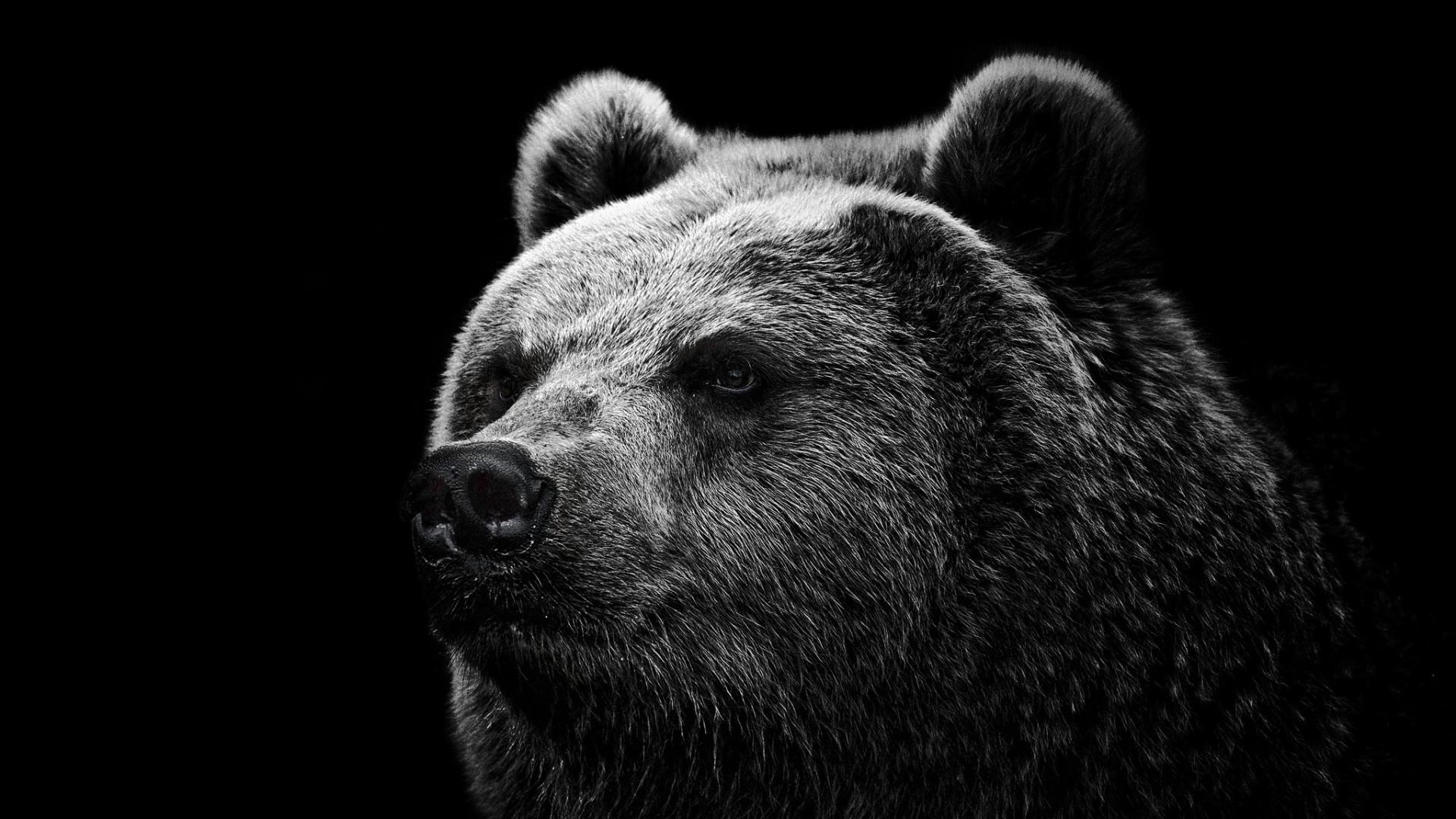 1920x1080 Grizzly Bear Background
