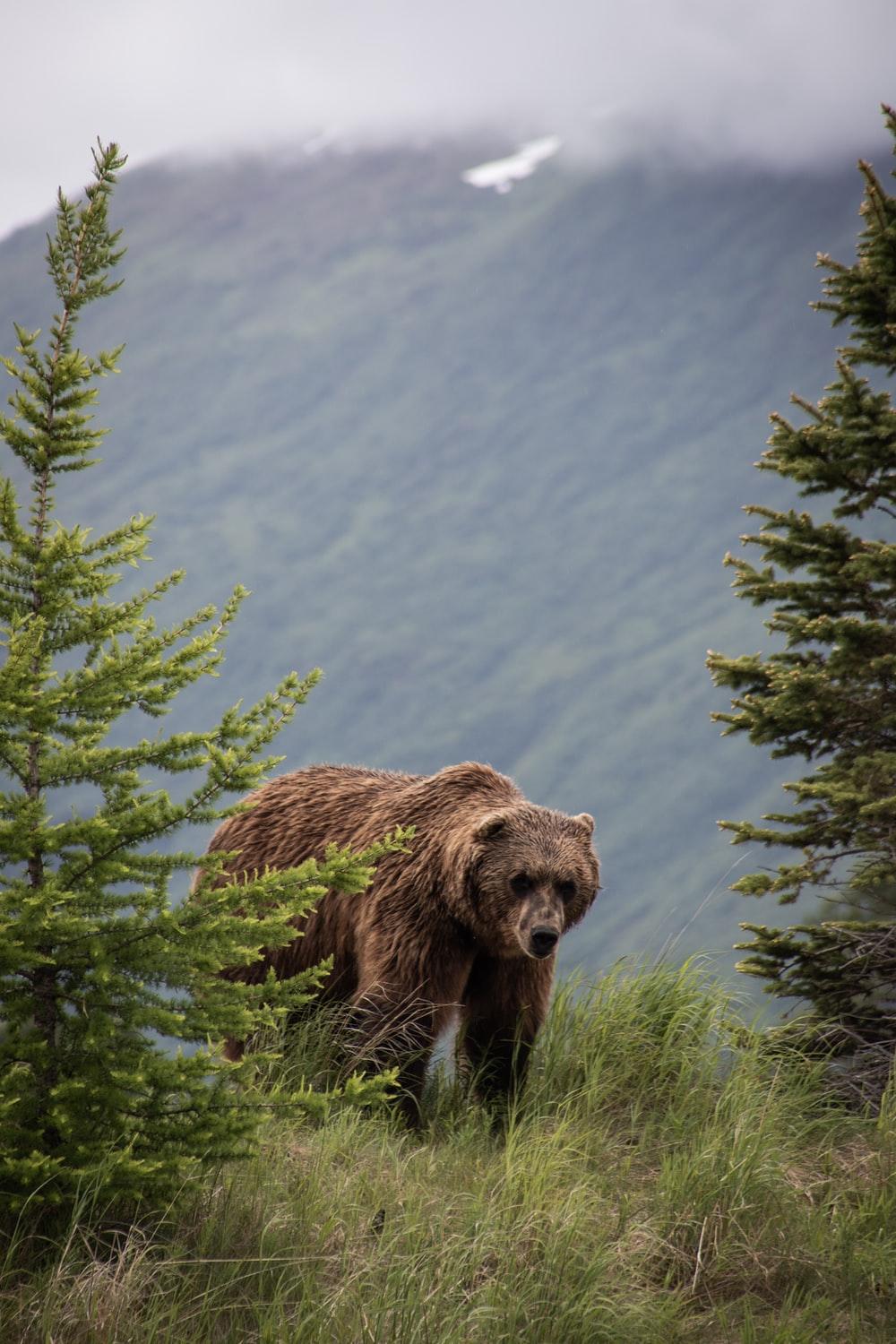 1000x1500 Scary Bear Wallpaper