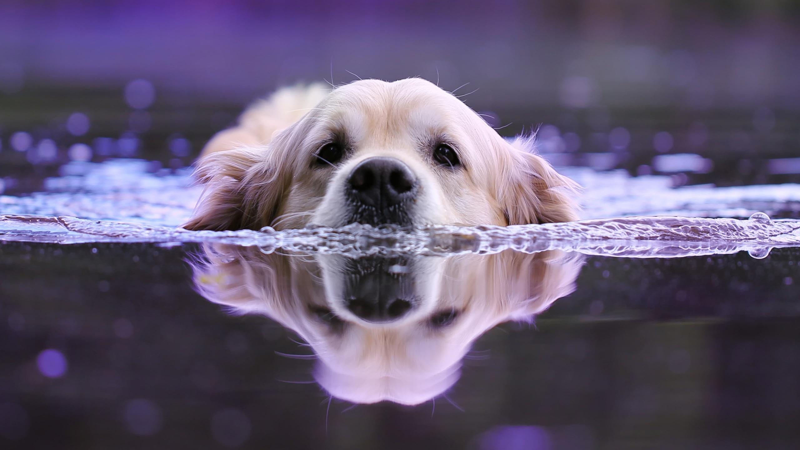 2560x1440 Dog Swimming 1440P Resolution HD 4k Wallpaper, Image, Background, Photo and Picture