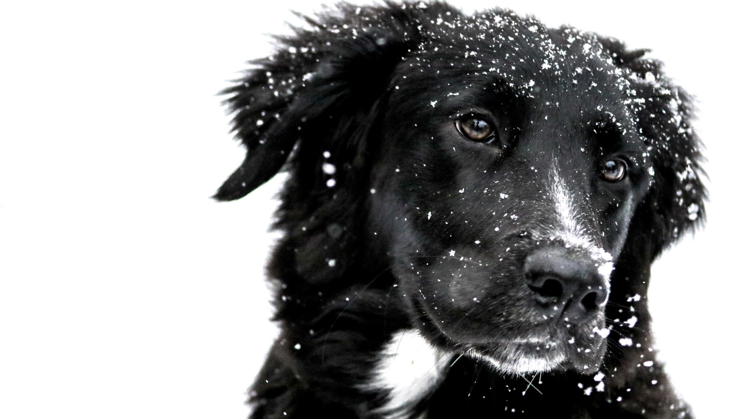 2560x1440 Download wallpaper: Snowing over the cute dog 2560x1440