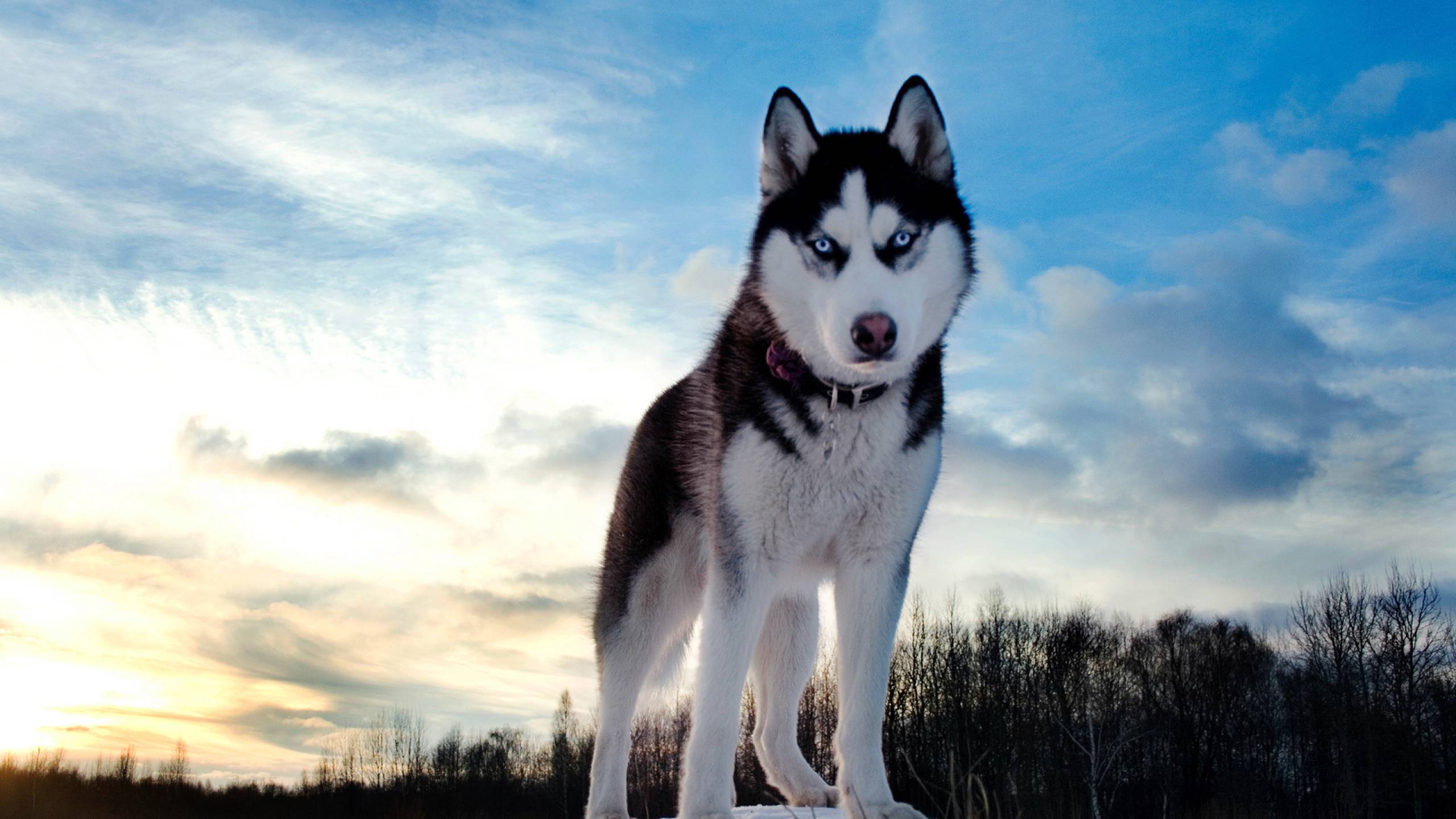 2560x1440 husky, dog, hill 1440P Resolution Wallpaper, HD Animals 4K Wallpaper, Image, Photo and Background