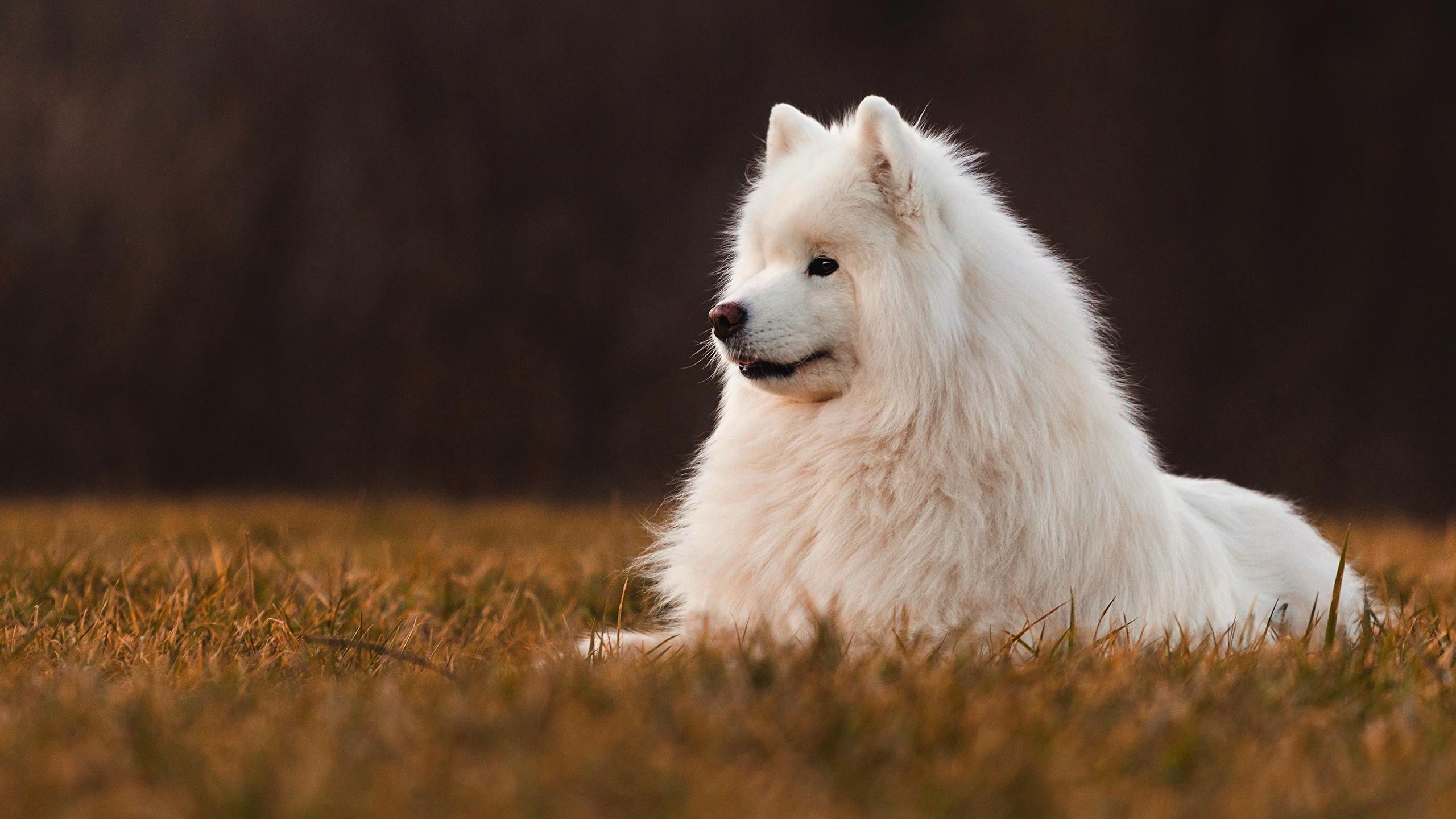 2560x1440 Picture Samoyed dog Dogs White Animals 2560x1440