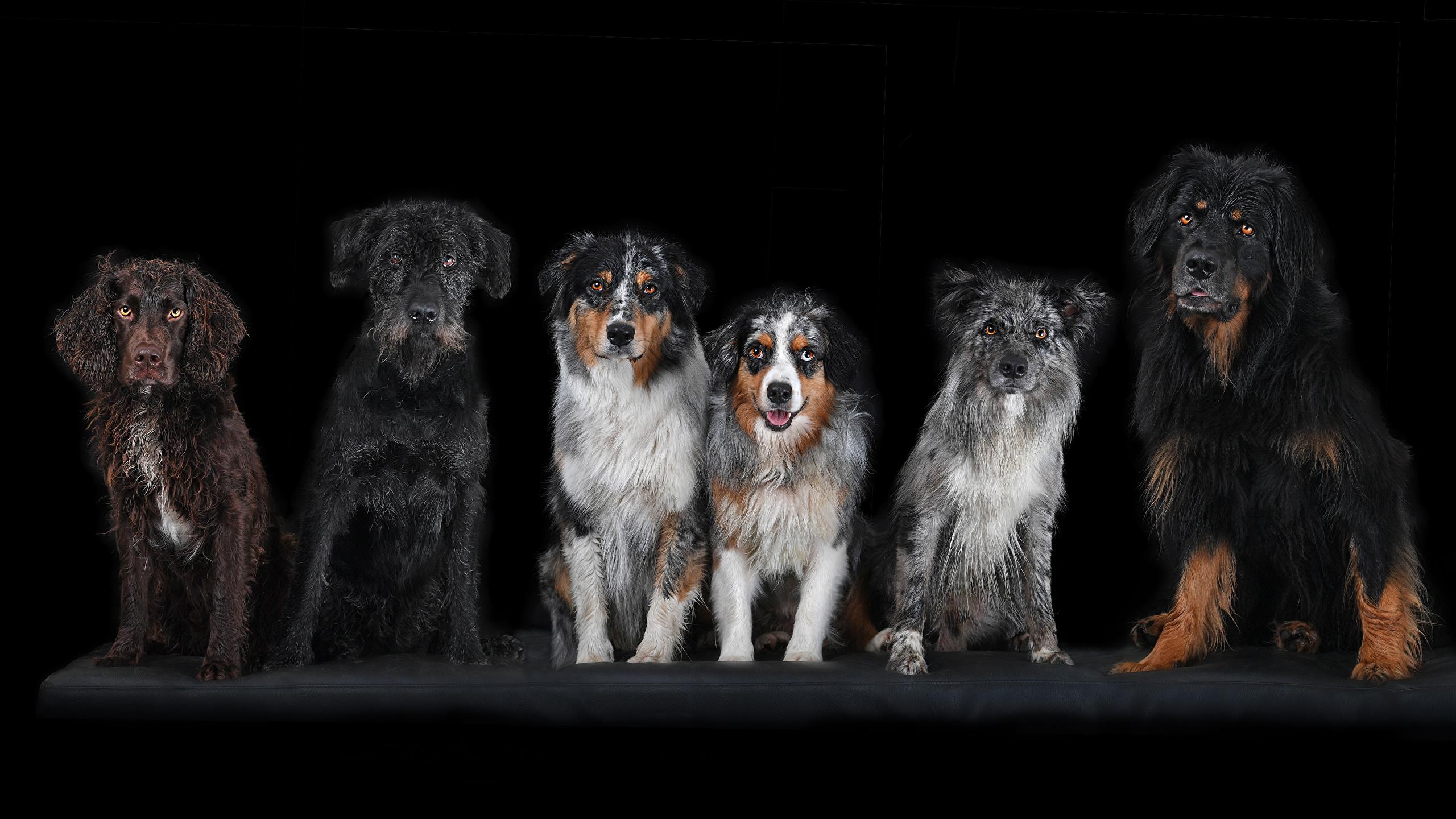2560x1440 Wallpaper Spaniel Dogs animal Black background 2560x1440