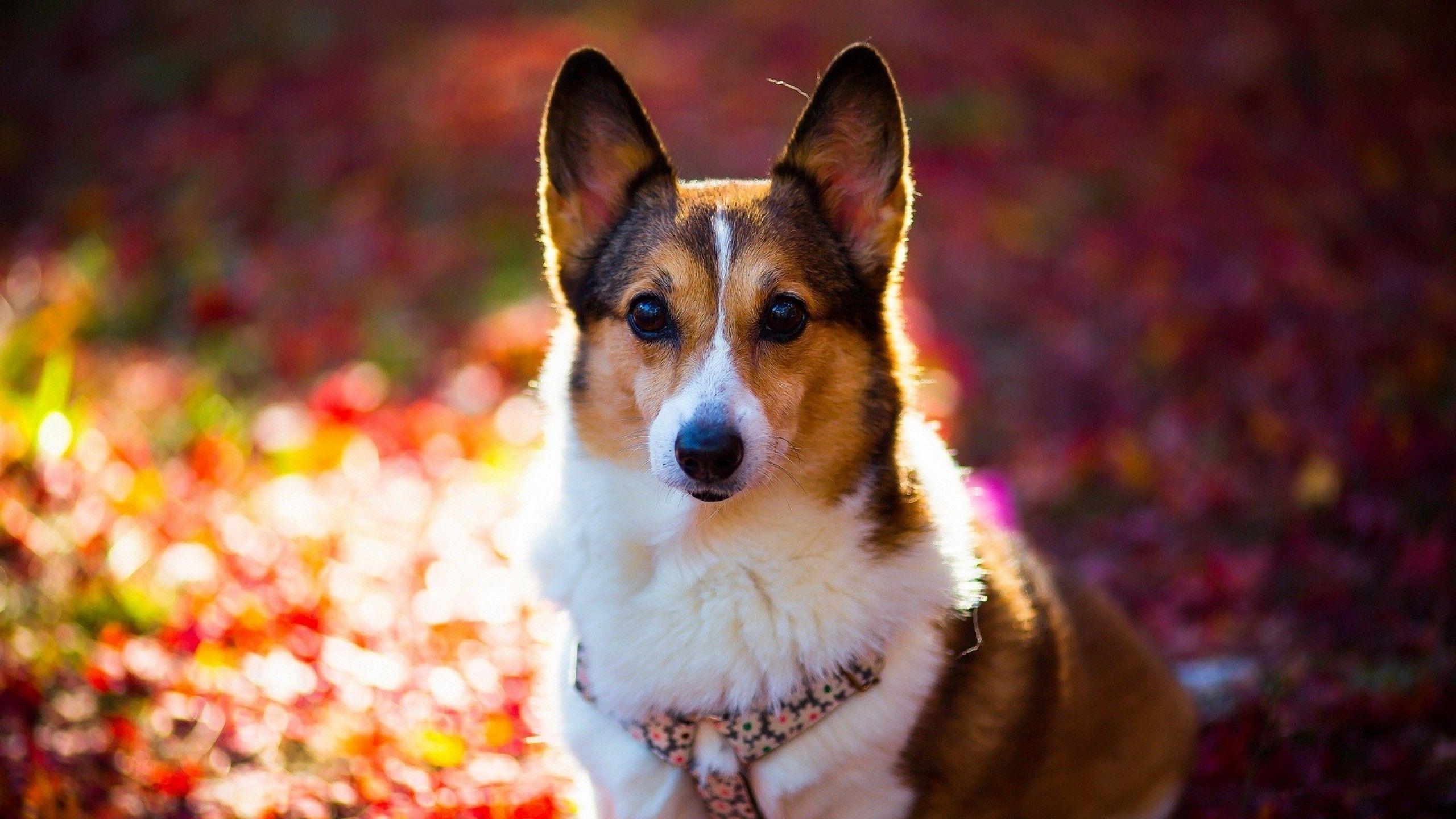 2560x1440 Animal Corgi HD Wallpaper