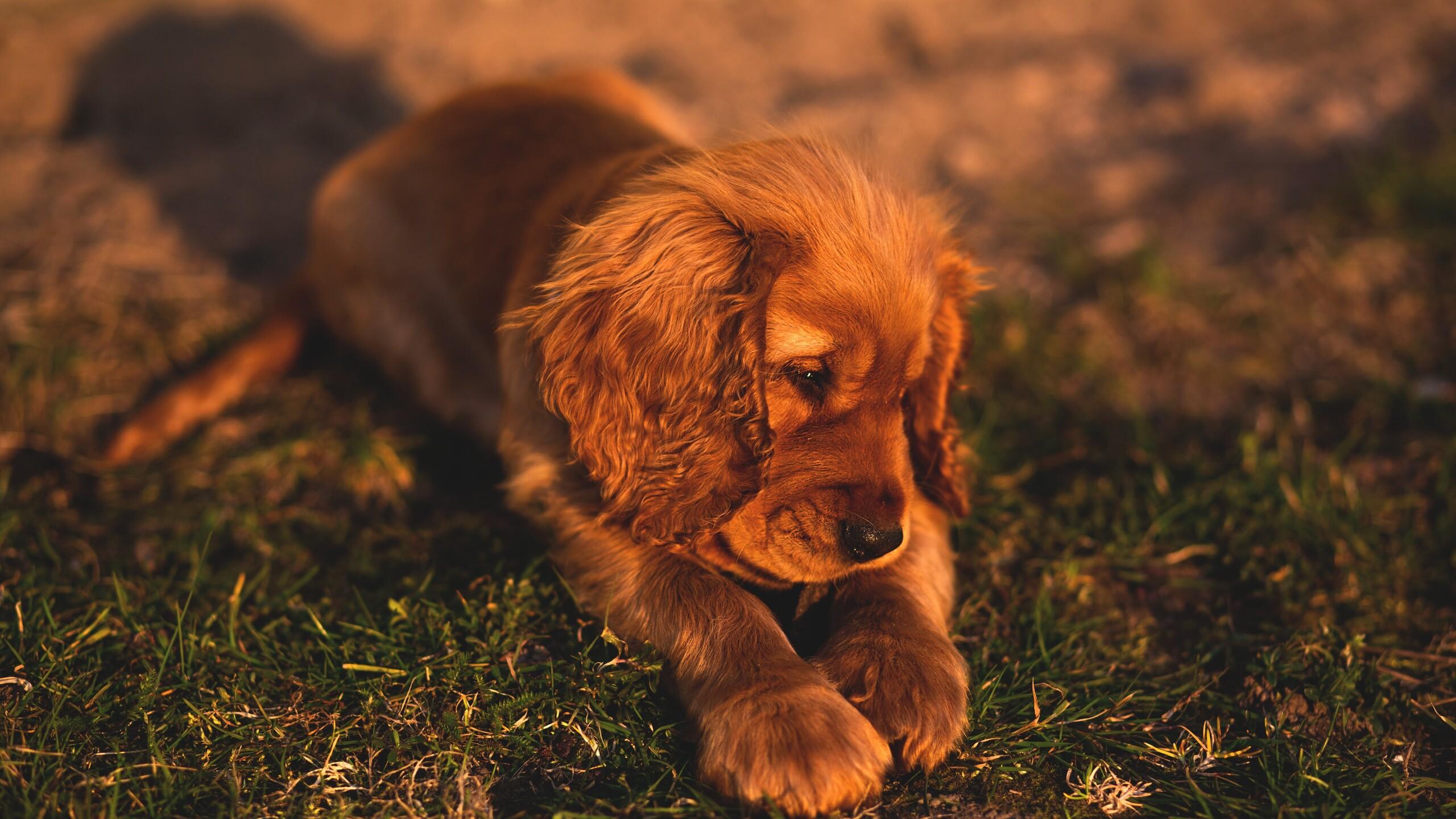 2560x1440 Cute Small Puppy Brown Hairs 1440P Resolution HD 4k Wallpaper, Image, Background, Photo and Picture