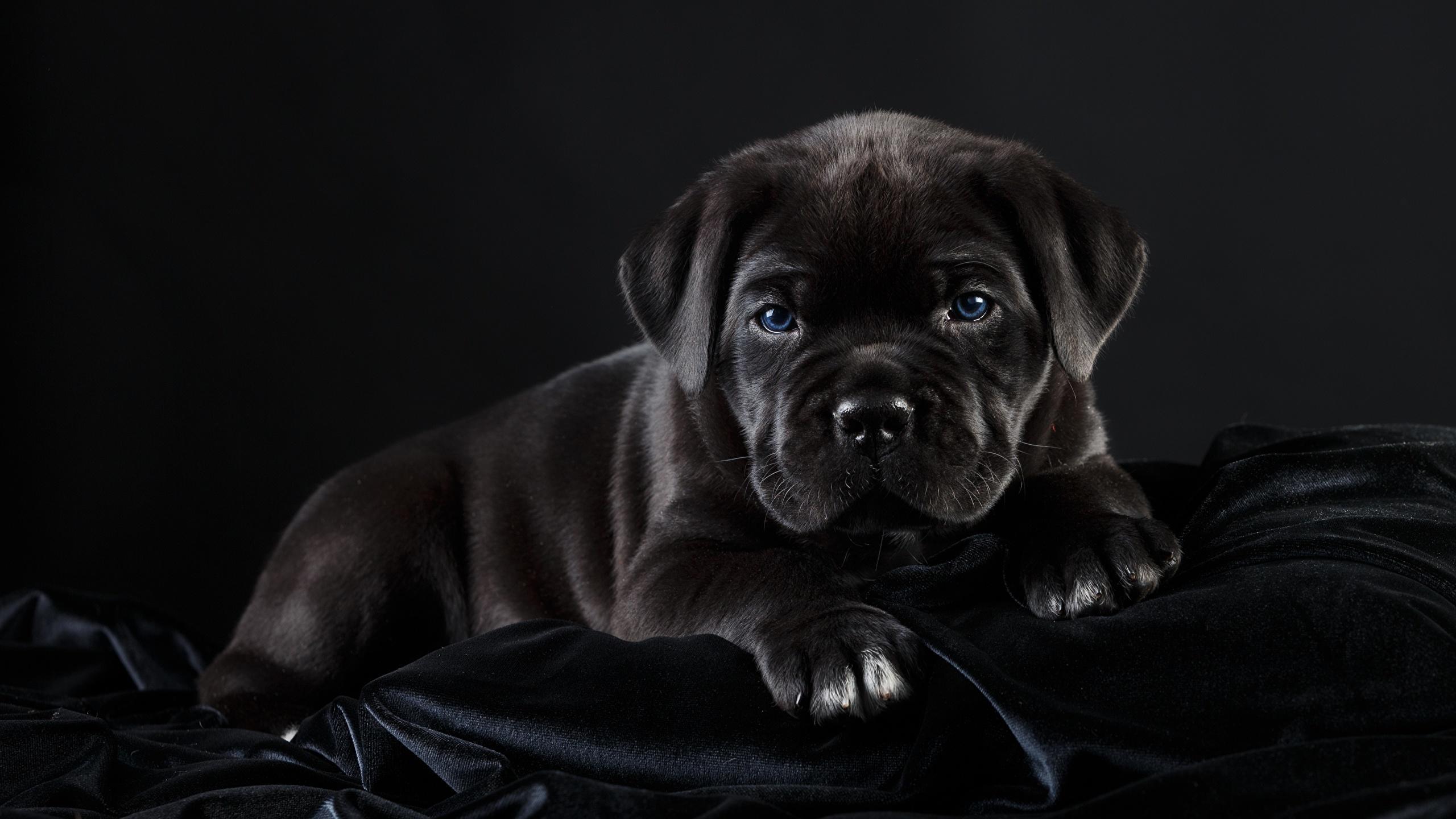 2560x1440 Desktop Wallpaper Cane Corso Dogs Black Animals Black 2560x1440