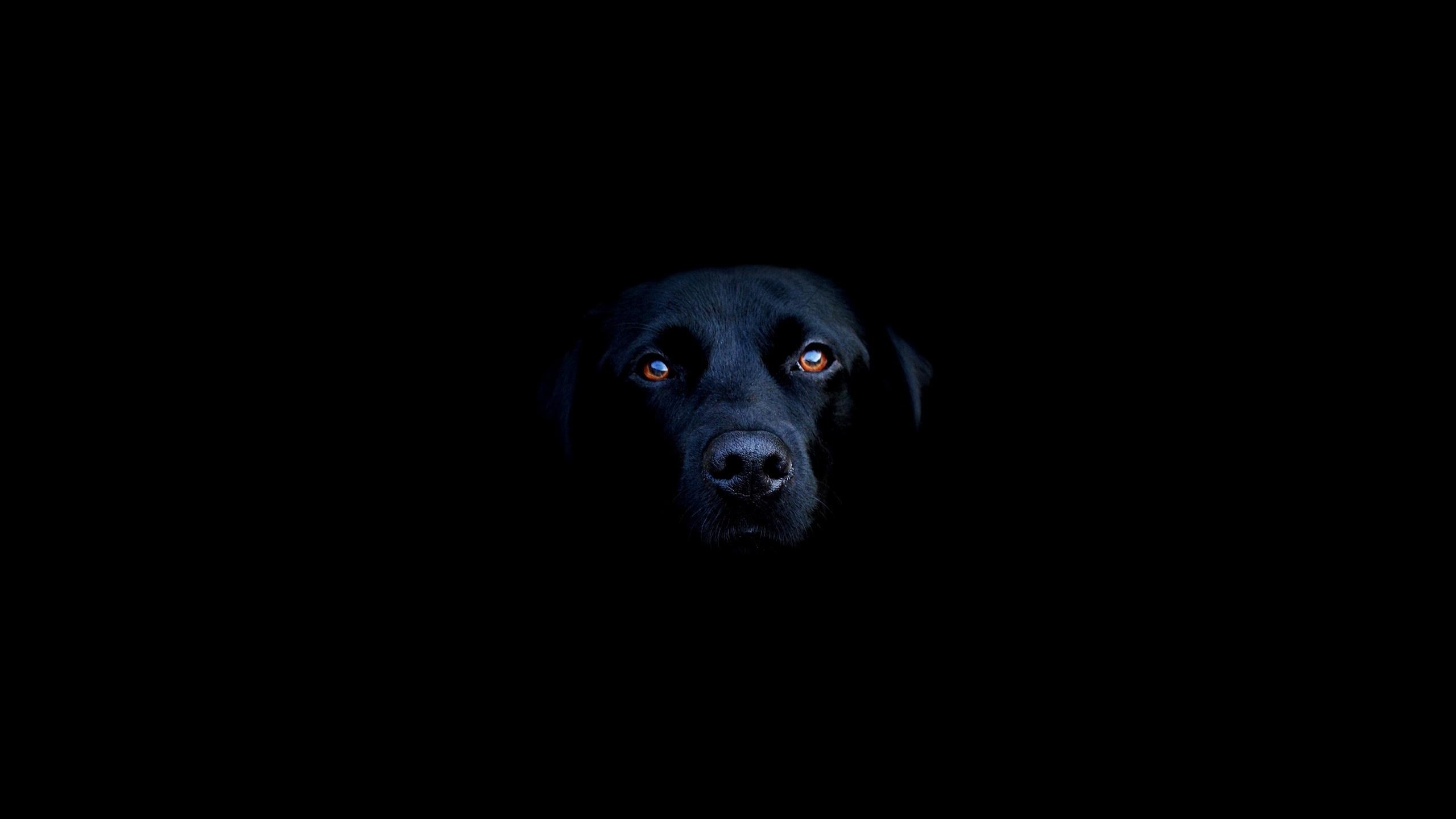 2560x1440 Black dog 2560x1440 HDTV Wallpaper