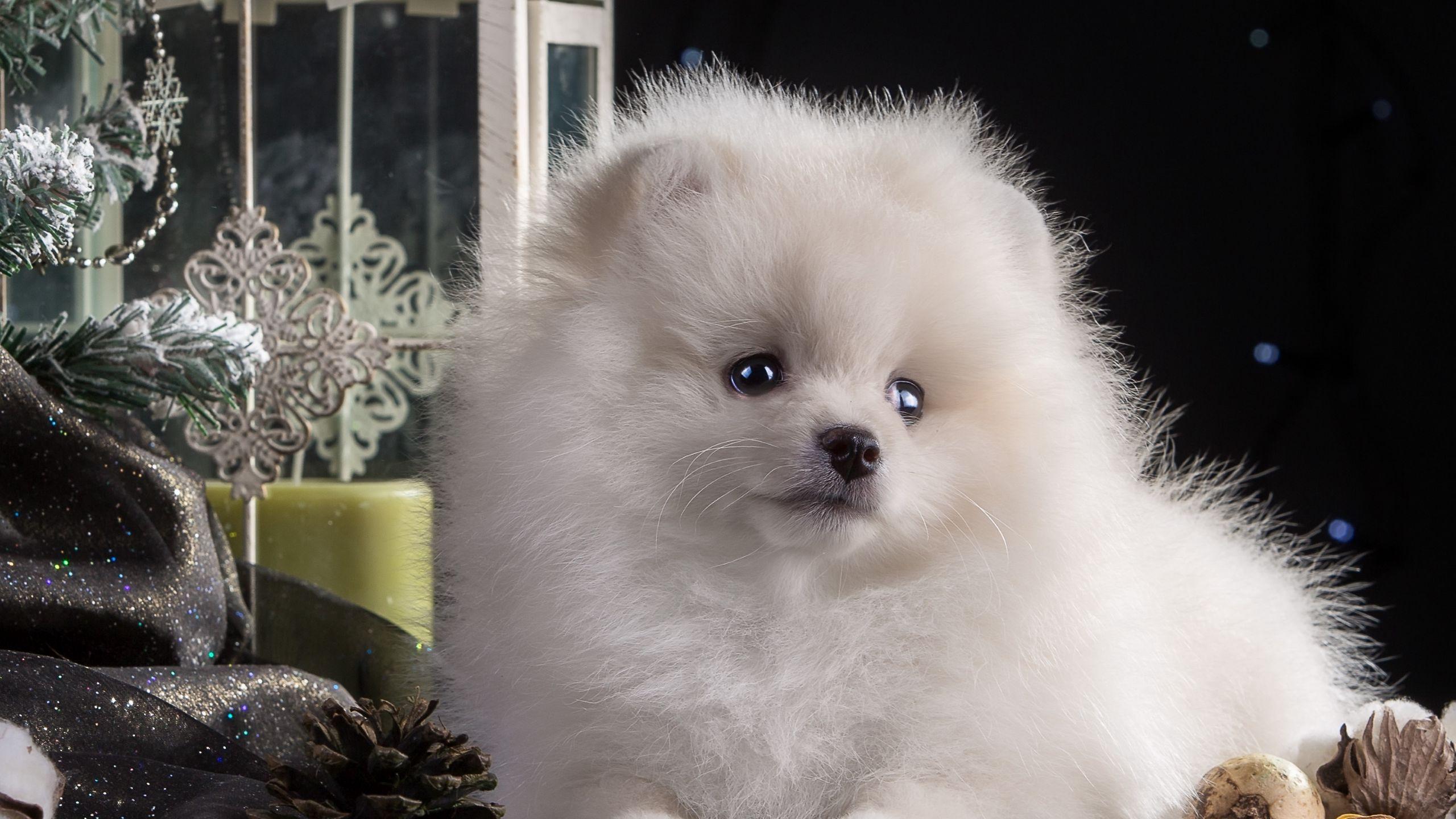 2560x1440 Download wallpaper 2560x1440 dog, puppy, white, beautiful widescreen 16:9 HD background