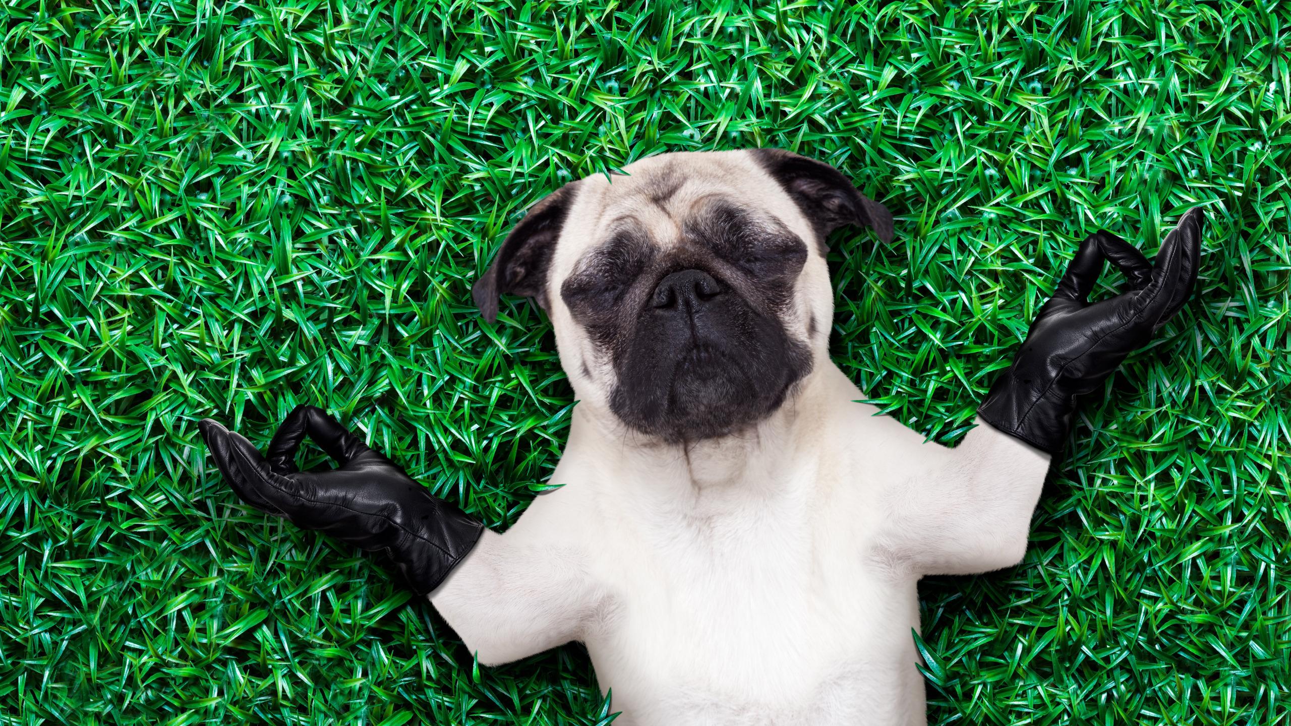 2560x1440 Download wallpaper grass, dog, fanny, section dog in resolution 2560x1440
