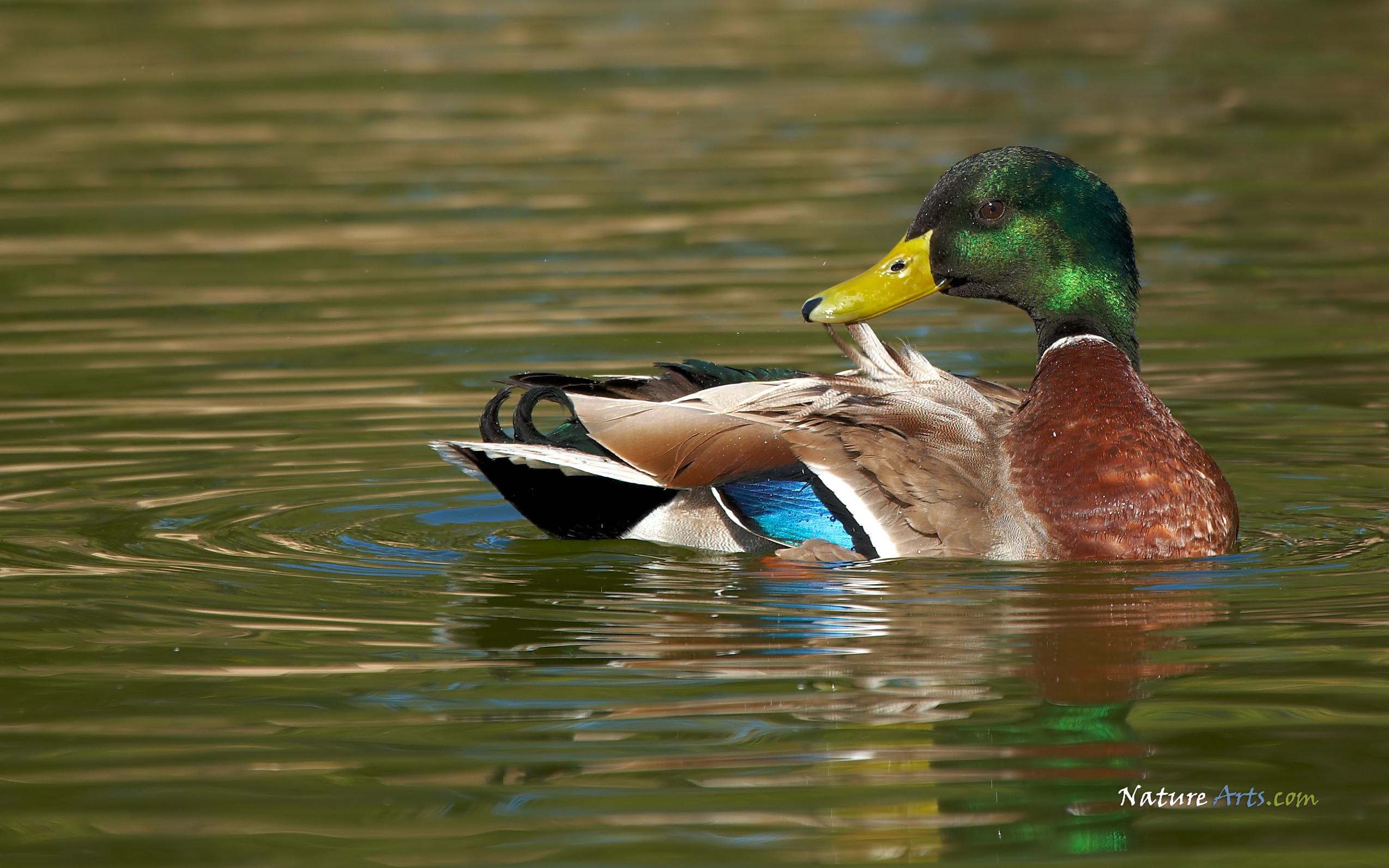 2548x1593 Drake Waterfowl Wallpaper