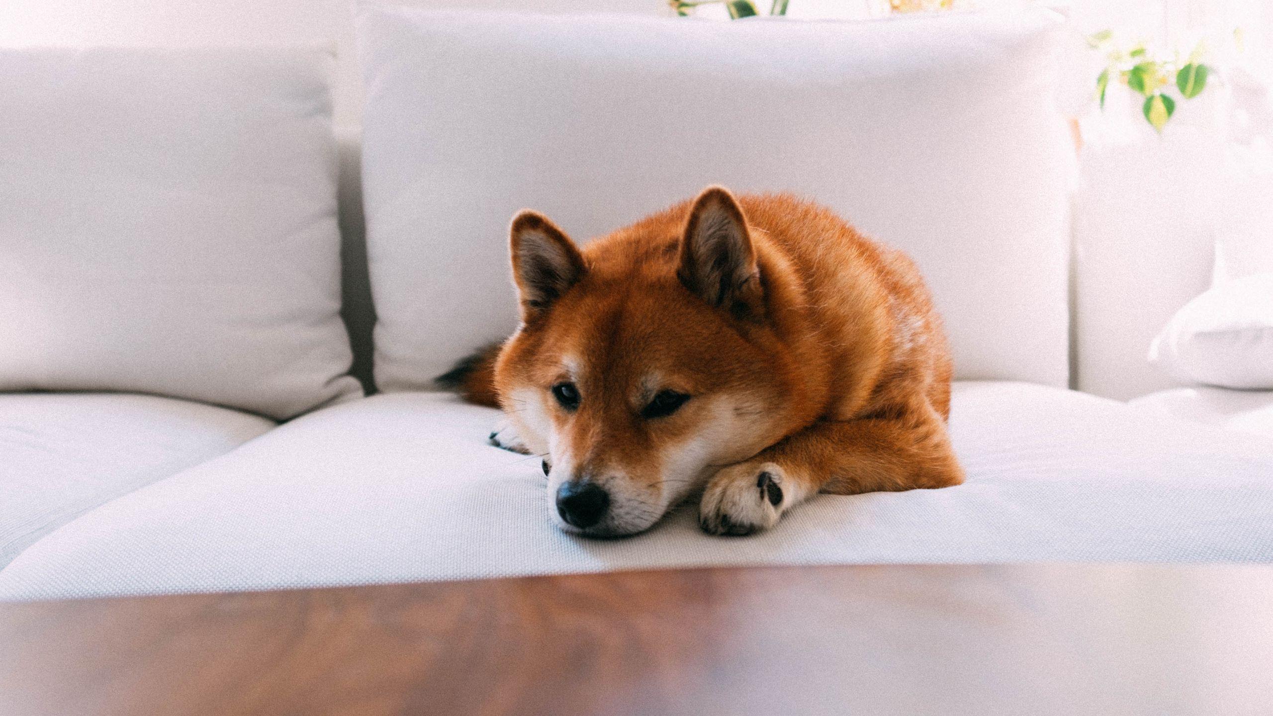 2560x1440 Download wallpaper 2560x1440 shiba inu, dog, pet, relax widescreen 16:9 HD background