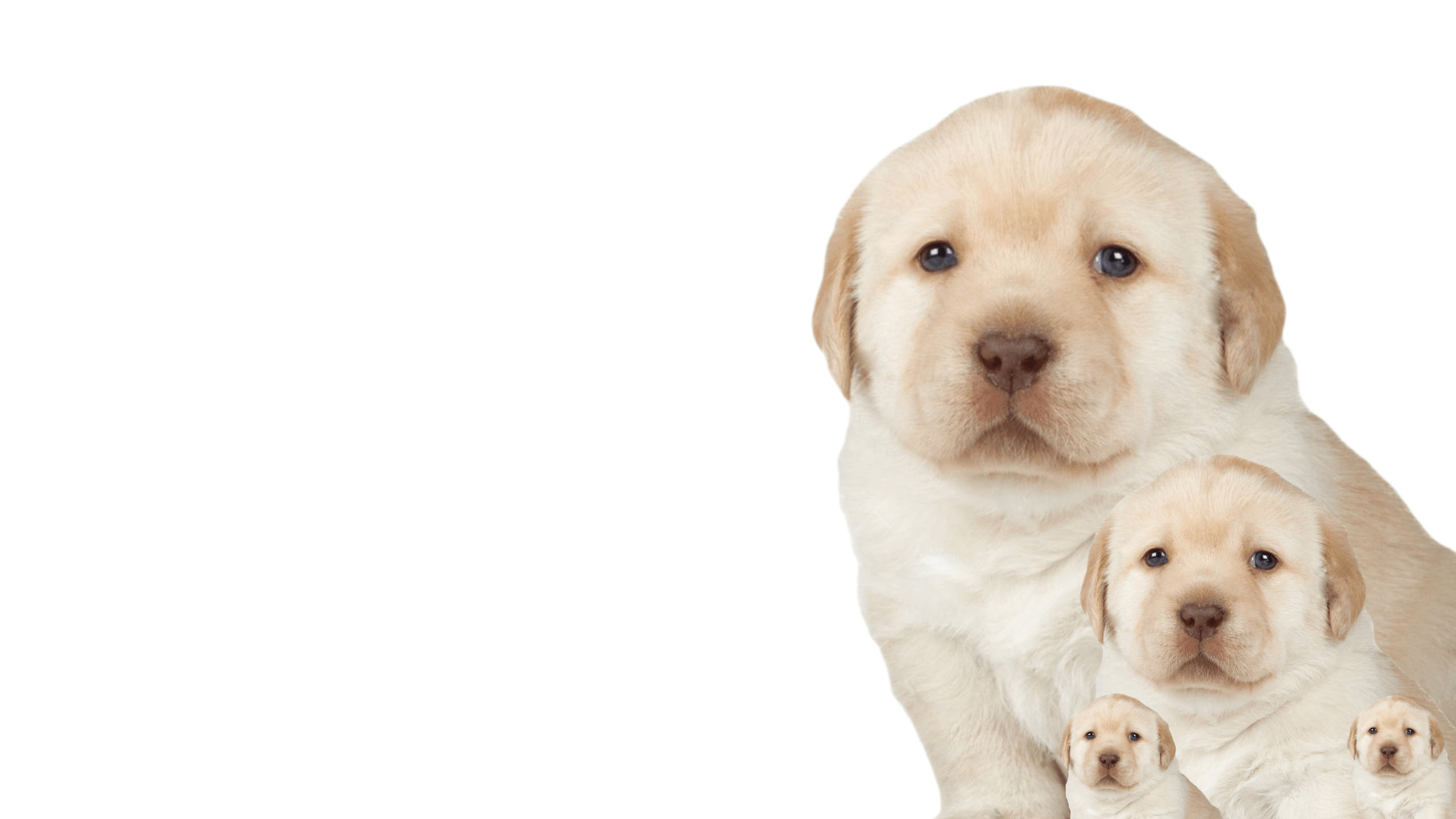 2560x1440 dog (2560x1440). Dogs, Lego wallpaper, Labrador retriever