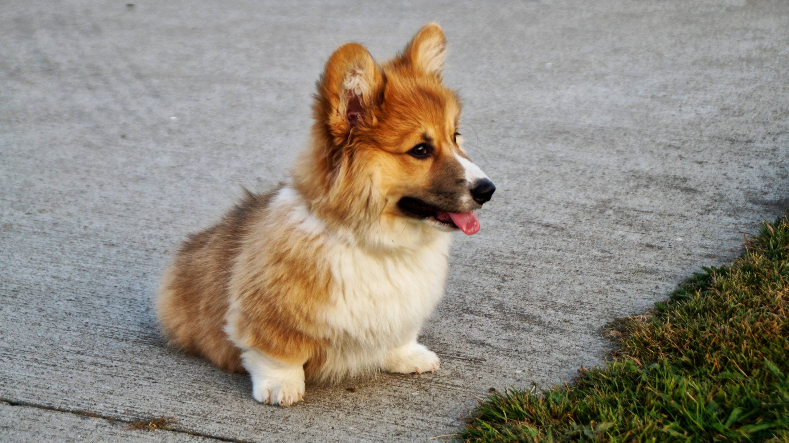 2560x1440 welsh corgi, puppy, dog 1440P Resolution Wallpaper, HD Animals 4K Wallpaper, Image, Photo and Background