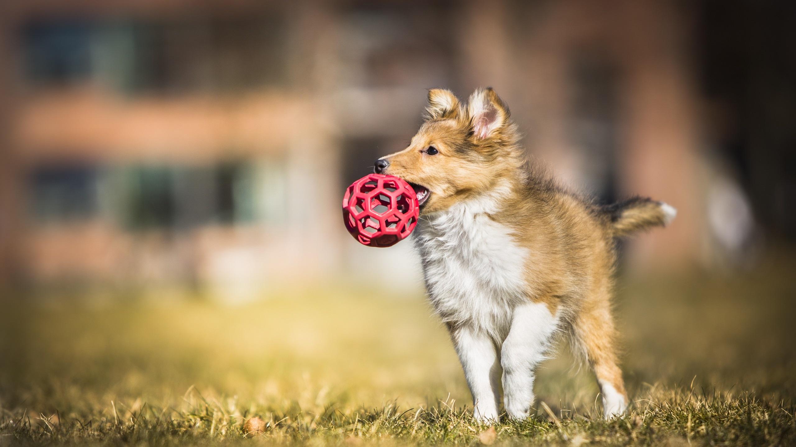 2560x1440 Wallpaper Dog catch a ball 2560x1440 QHD Picture, Image