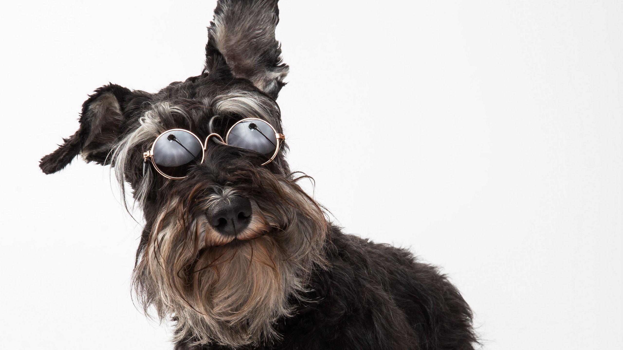 2560x1440 Download wallpaper 2560x1440 schnauzer, dog, pet, glasses widescreen 16:9 HD background
