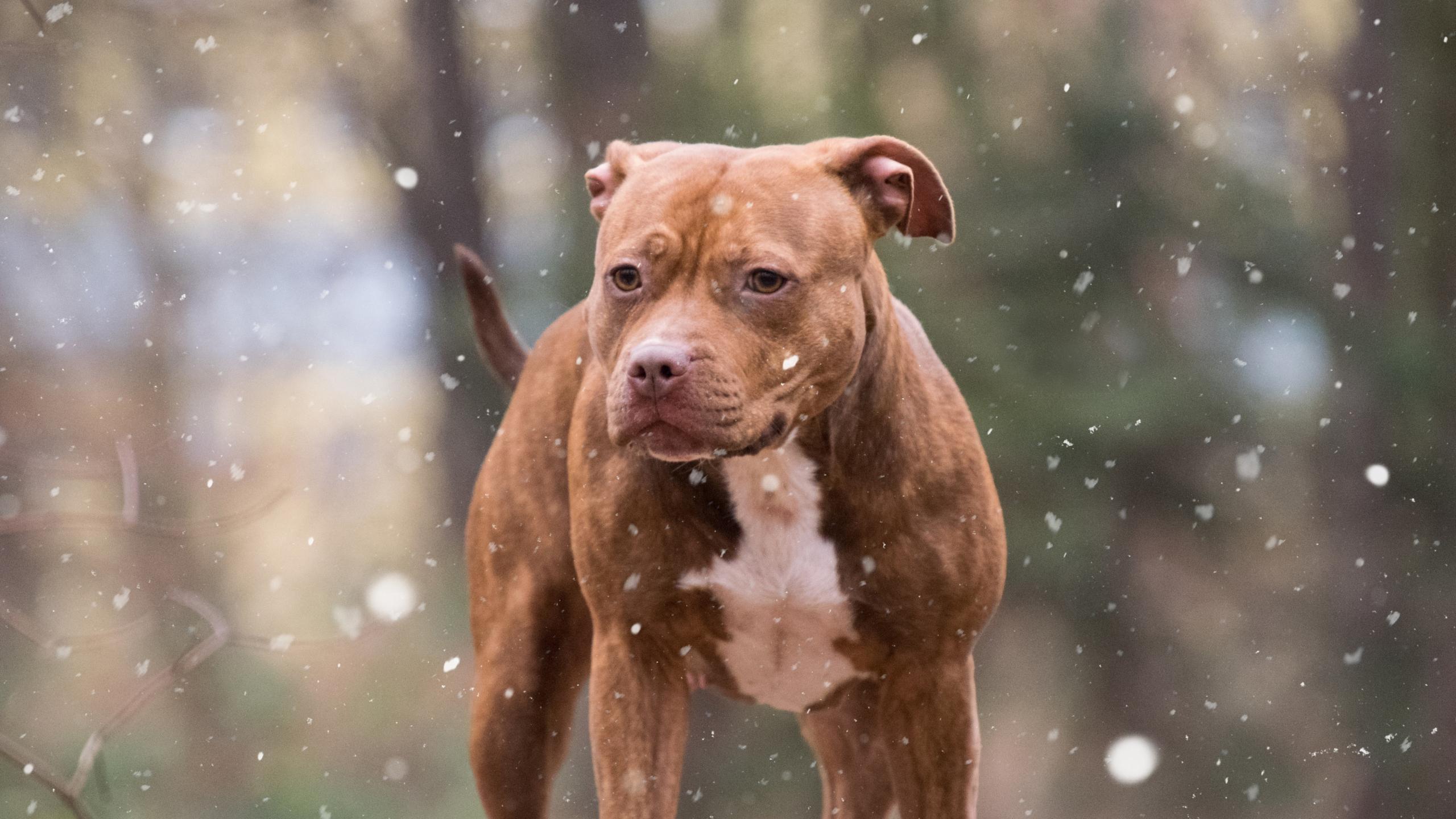 2560x1440 Download pit bull, dog, winter 2560x1440 wallpaper, dual wide 16:9 2560x1440 HD image, background, 3742