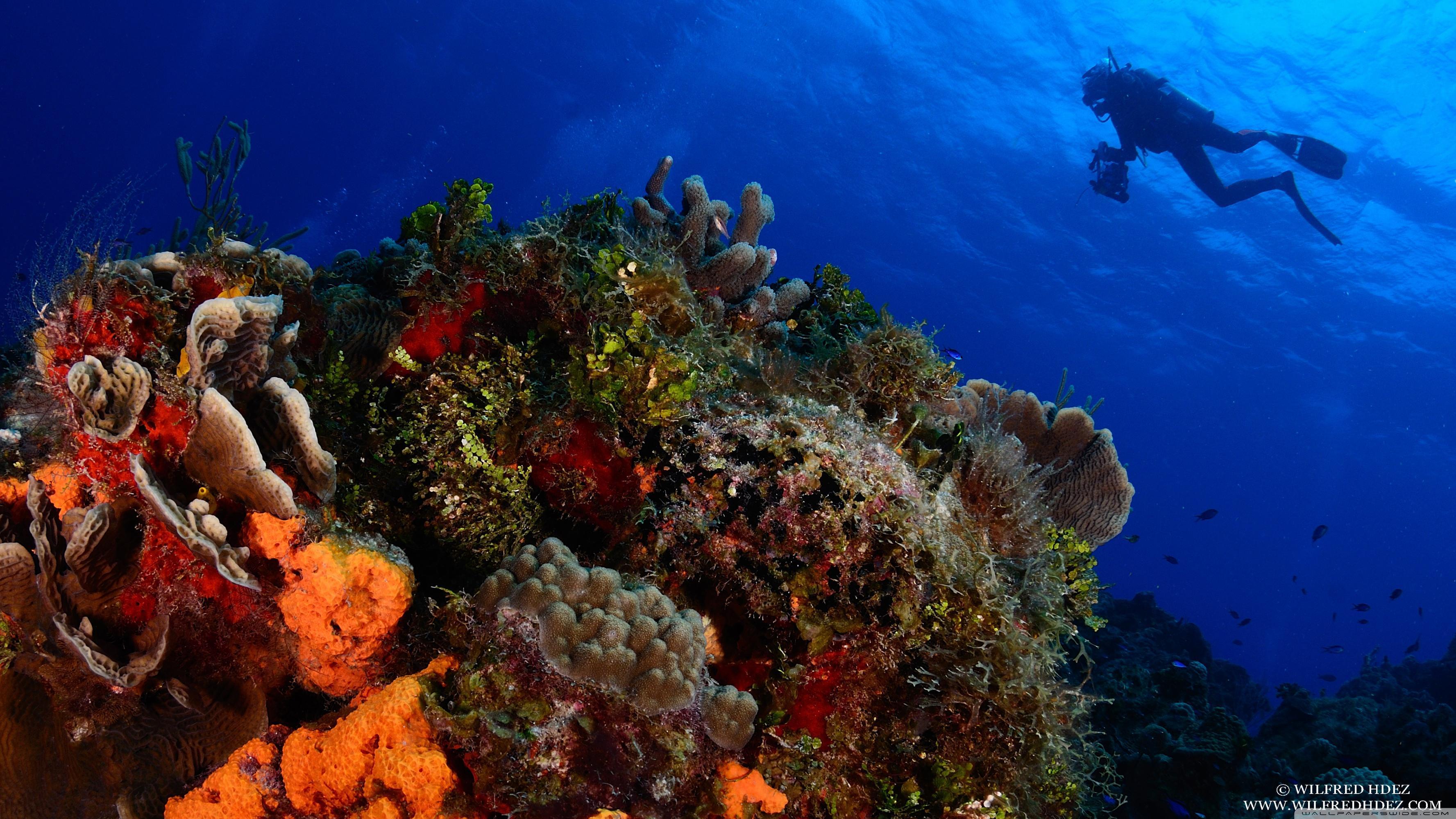3554x1999 Diving Wallpaper