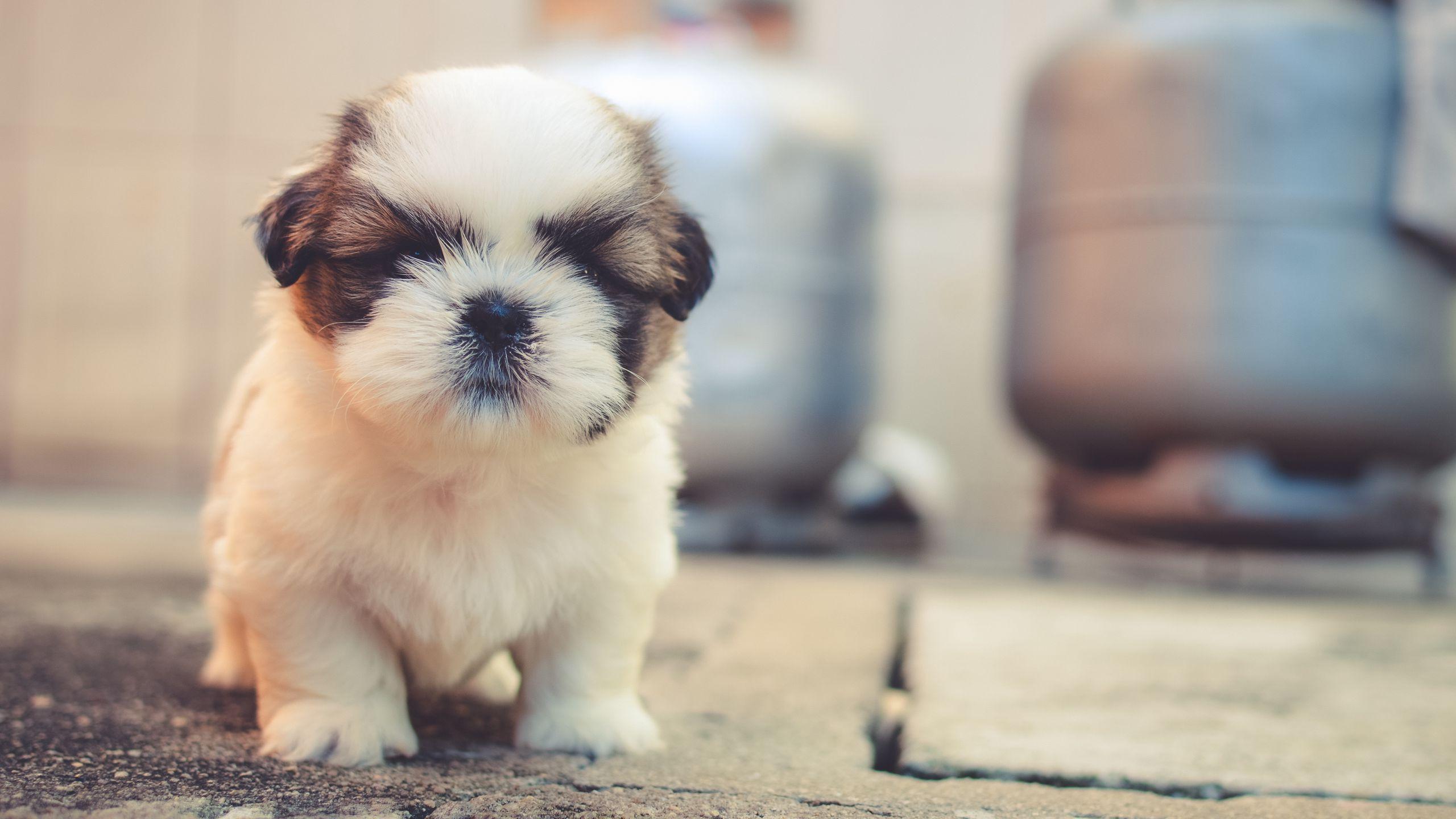 2560x1440 Download wallpaper 2560x1440 puppy, dog, cute, fluffy, pet widescreen 16:9 HD background