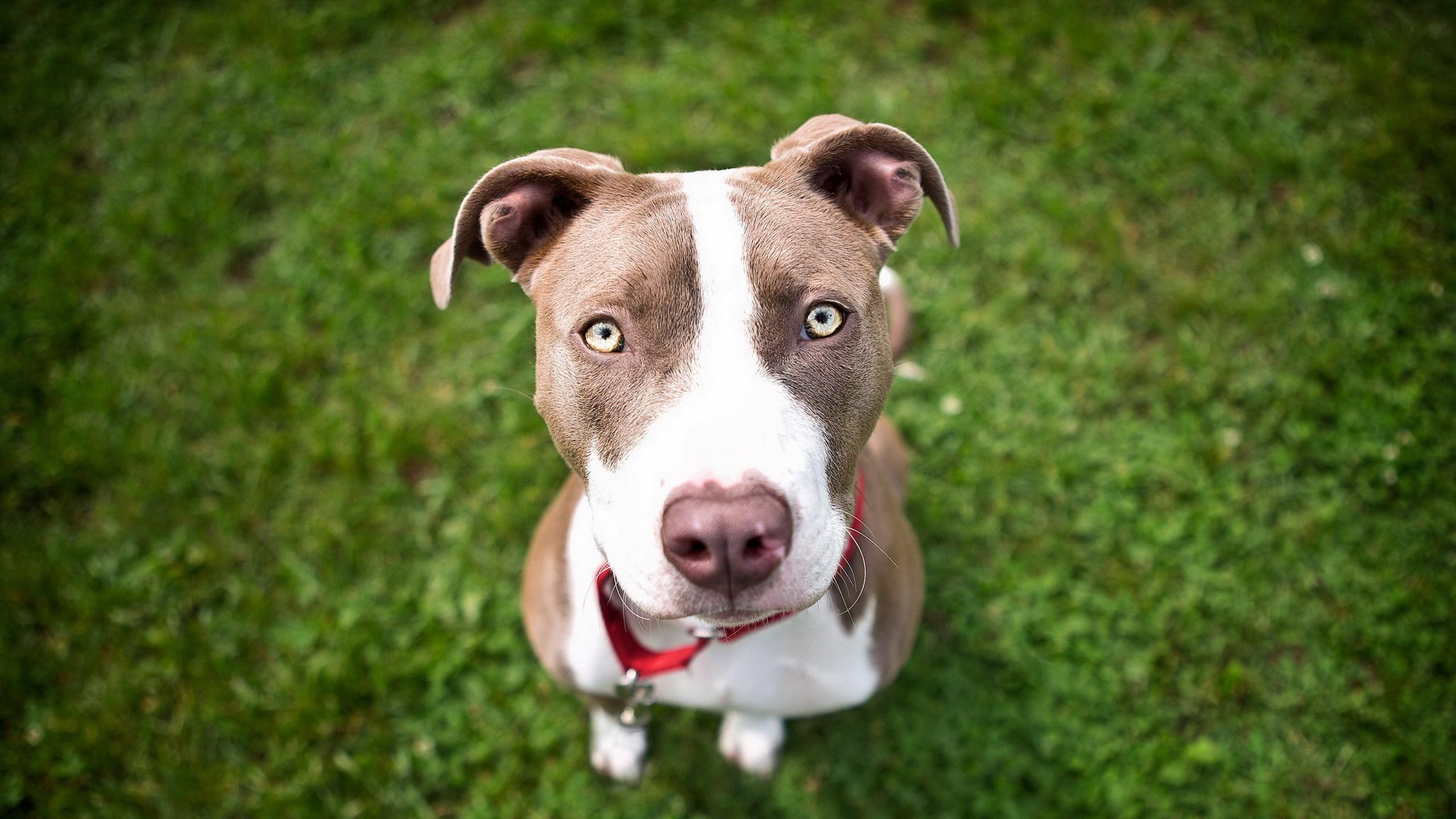 2560x1440 Free Download dog face picture wallpaper full HD (1080p)