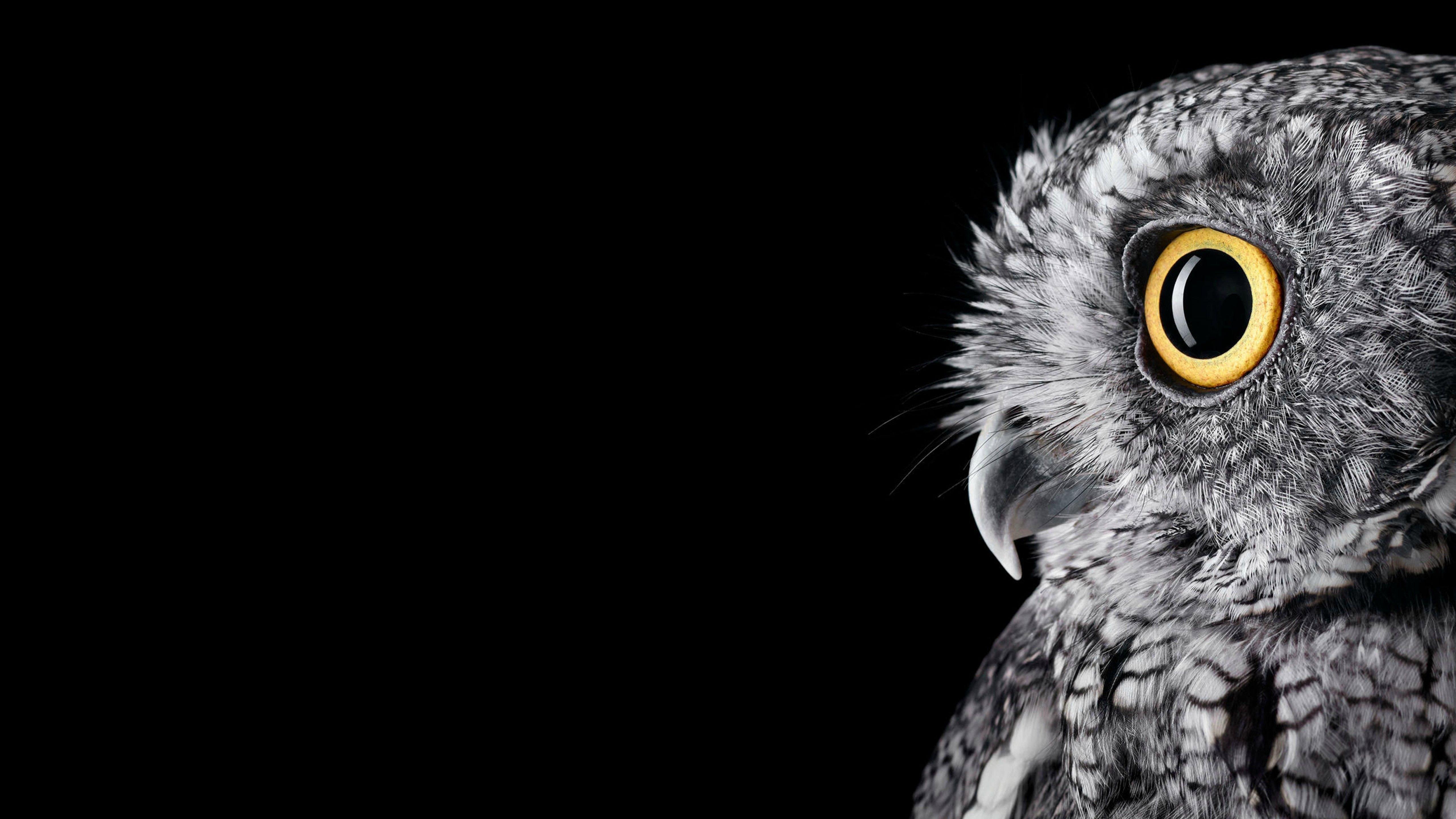5120x2880 Owl Wallpaper HD High Resolution