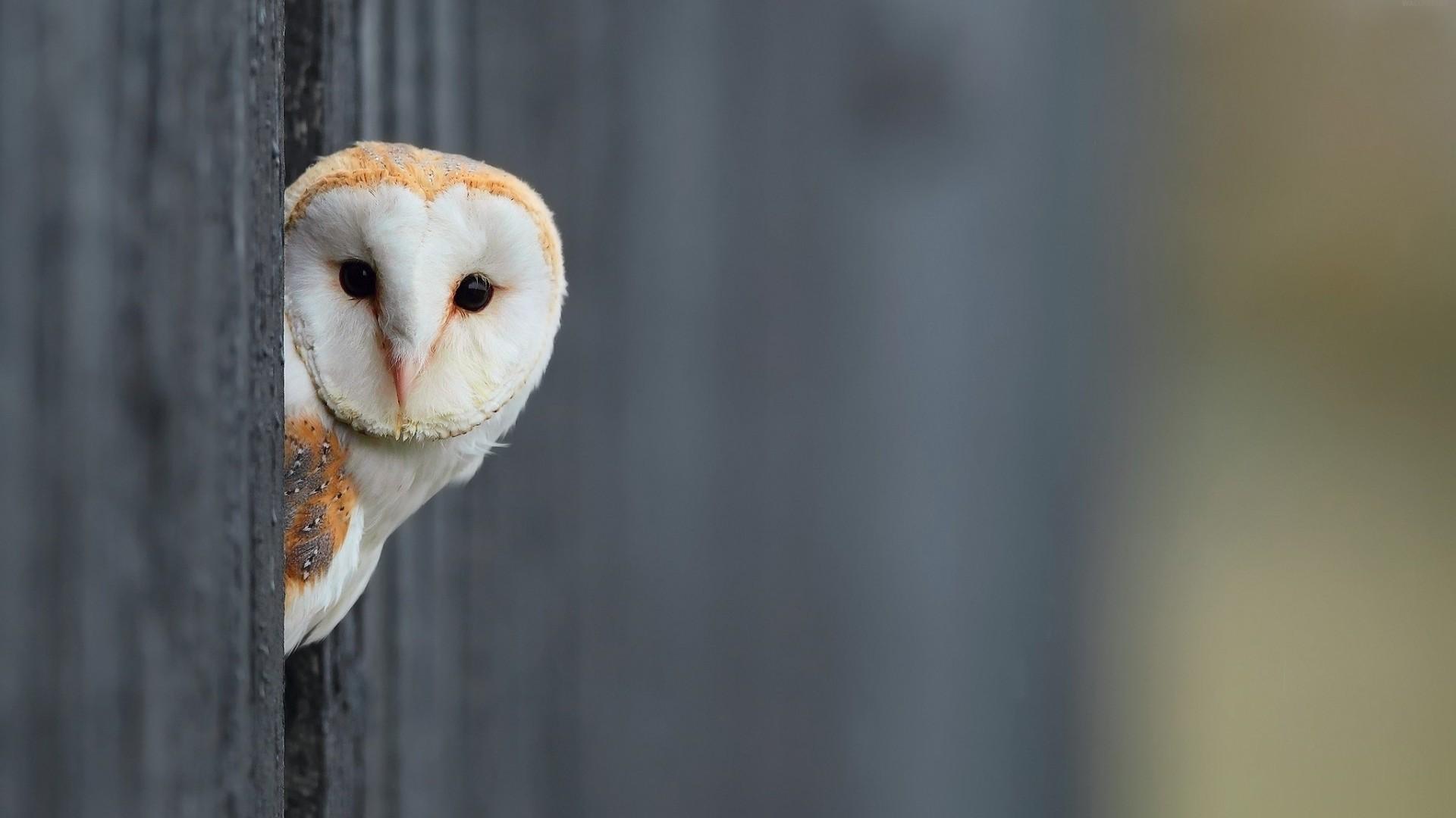 1920x1080 White Owl Wallpaper