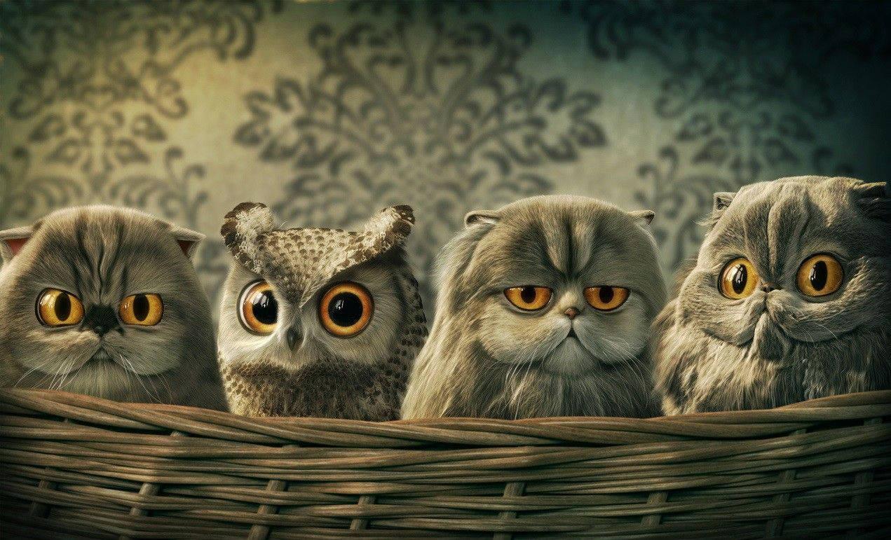 1271x771 Owl Wallpaper & Background For FREE