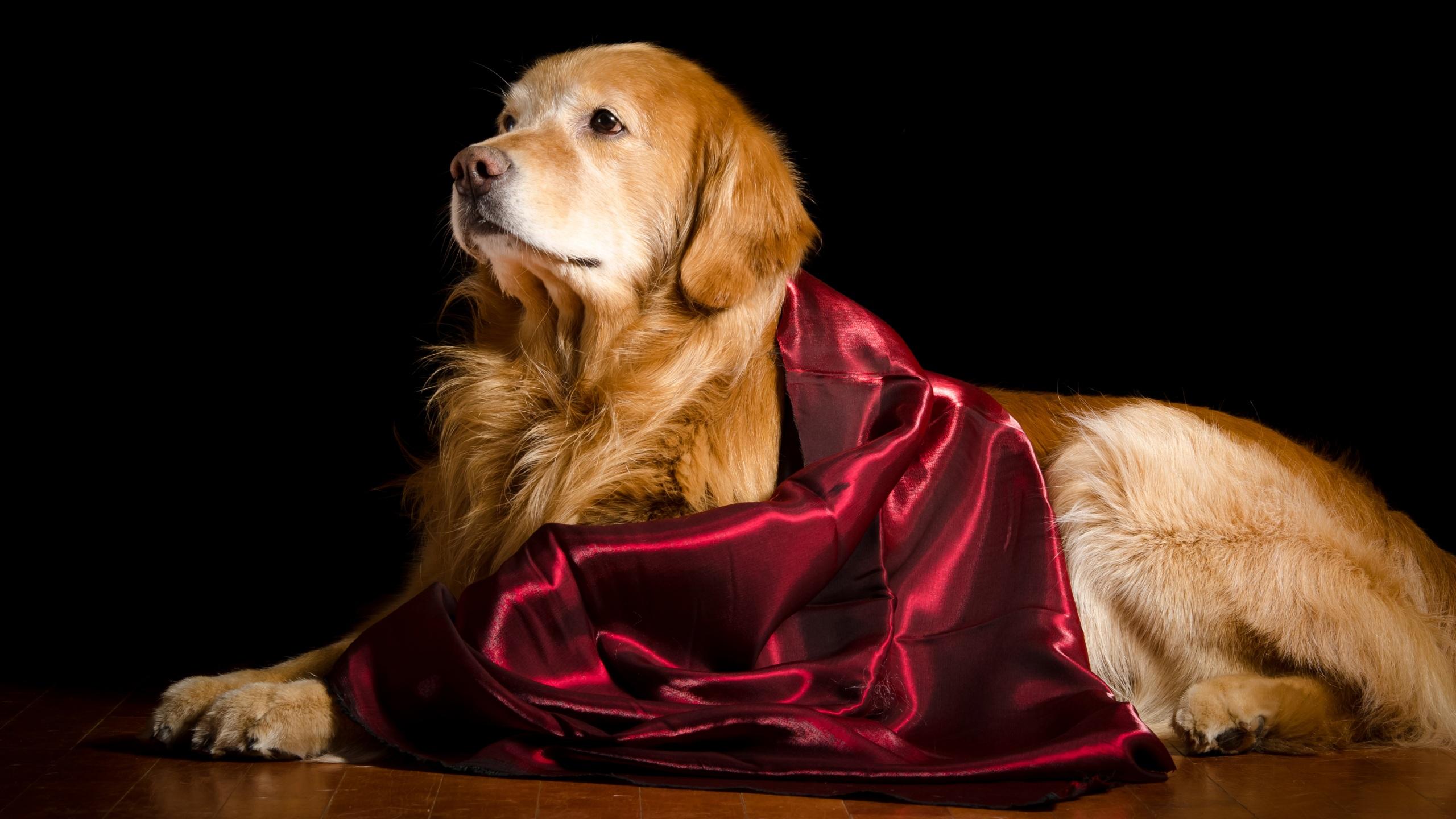 2560x1440 Wallpaper Golden Retriever Dogs Animals Black background 2560x1440