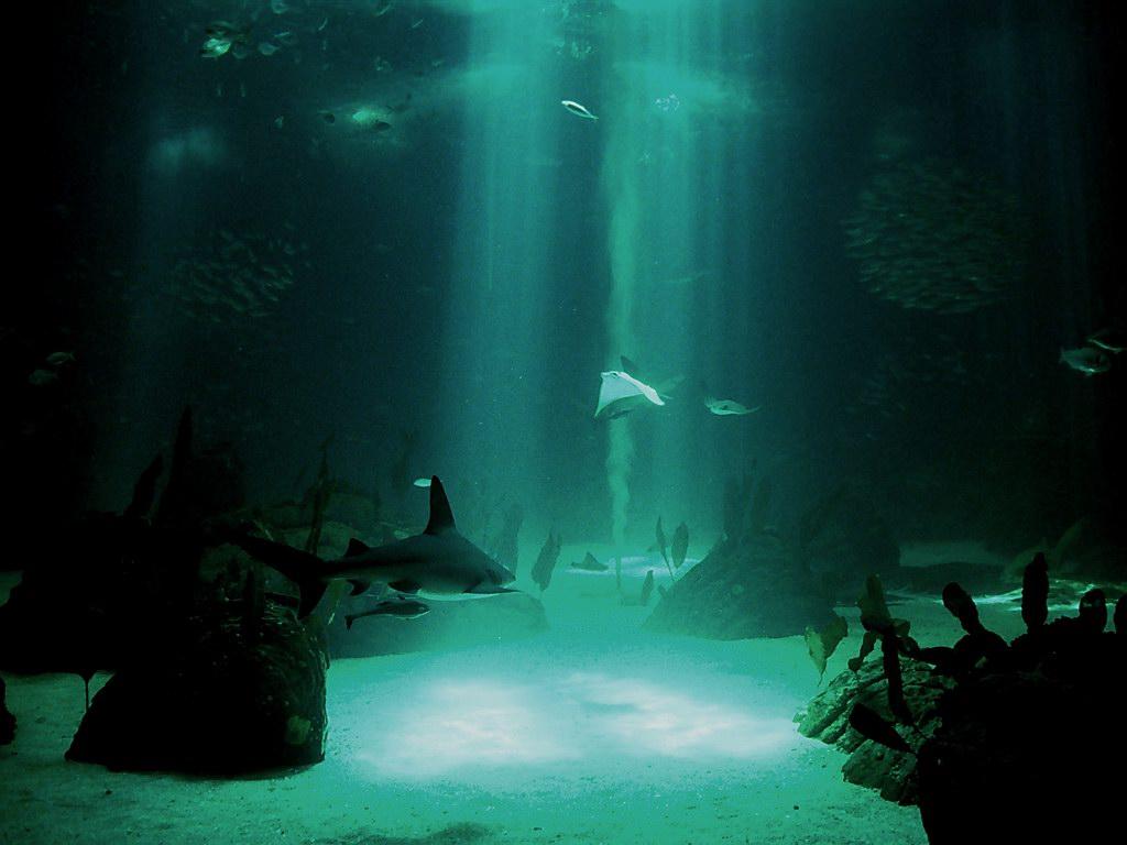 1024x768 Free download Description Underwater Wallpaper is a hi res Wallpaper for pc [1024x768] for your Desktop, Mobile & Tablet. Explore Underwater Picture Wallpaper. Scuba Photo for Wallpaper, Underwater Wallpaper Desktop