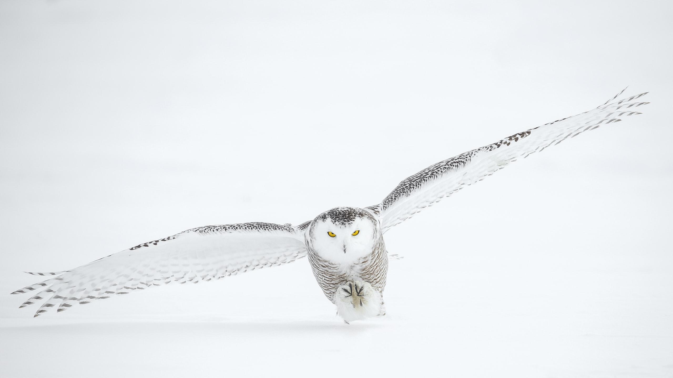 2560x1440 Owl Wallpaper: Free HD Download [HQ]